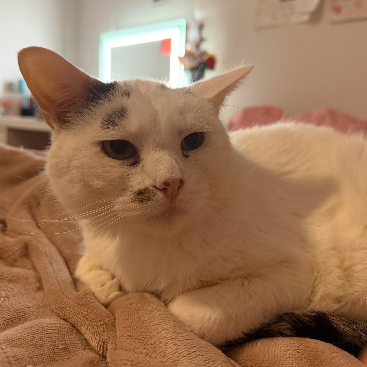 Enlarge Lenny, a ADOPTABLE mixed breed in Omaha, NE image 4/4