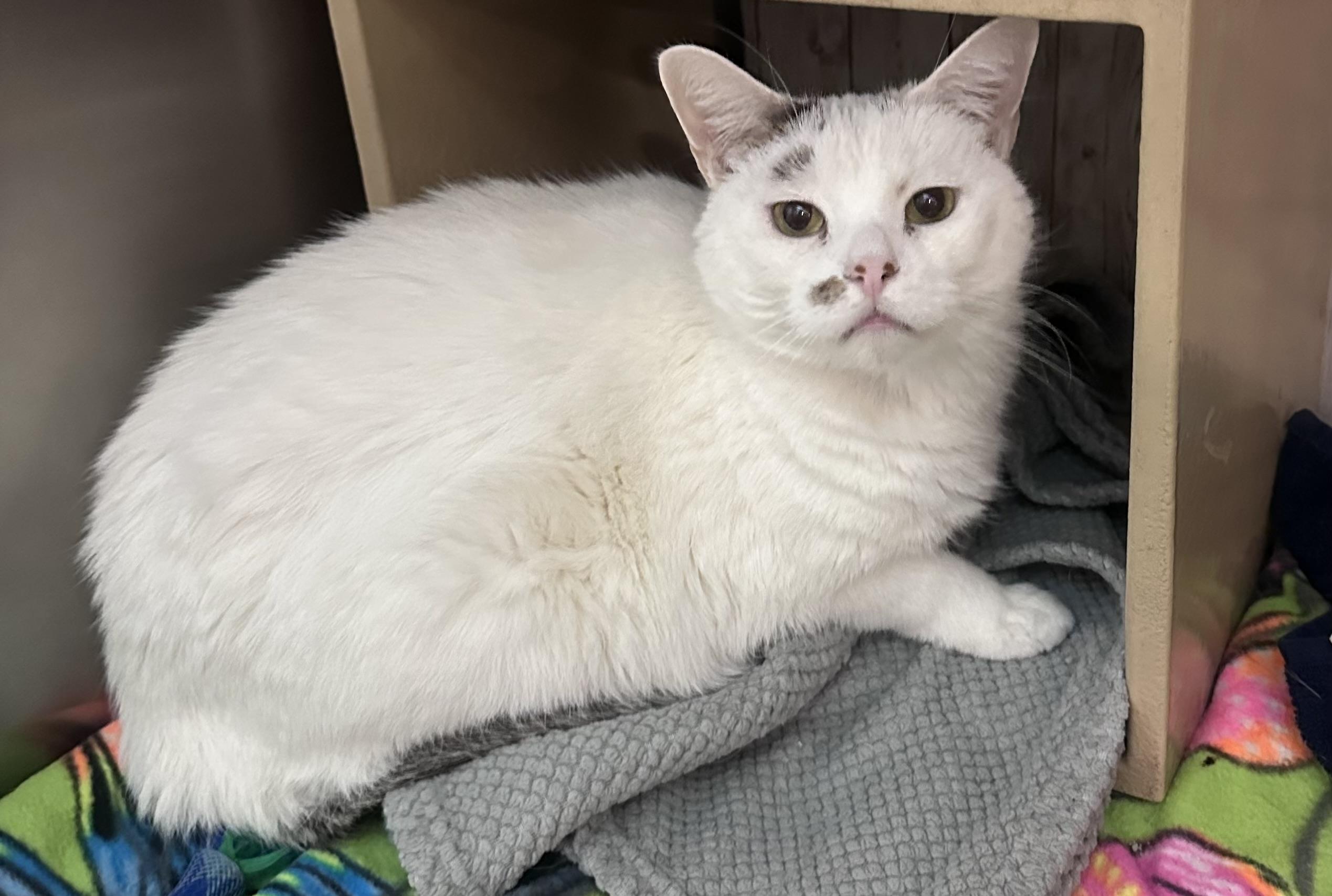 Enlarge Lenny, a ADOPTABLE mixed breed in Omaha, NE image 2/6