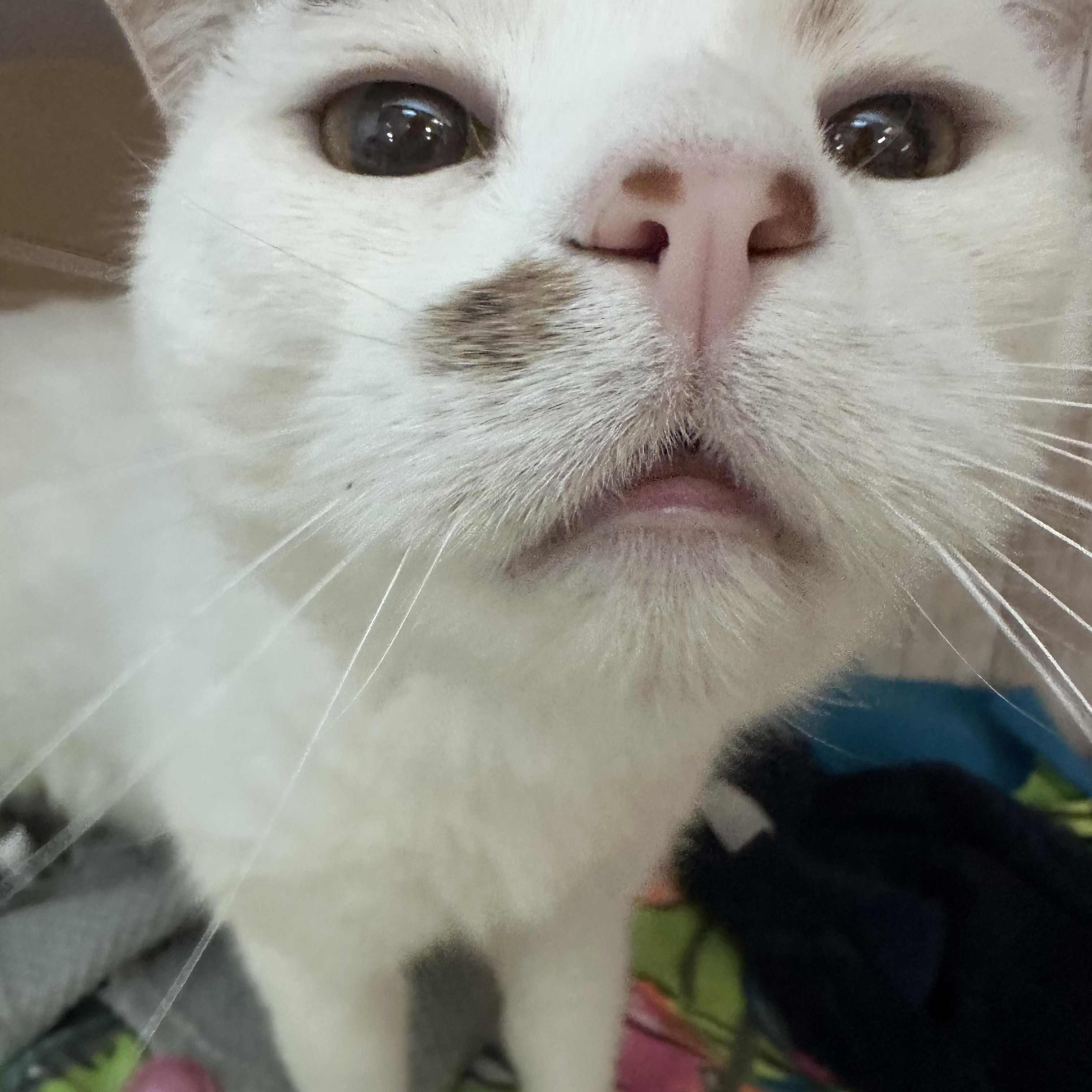 Enlarge Lenny, a ADOPTABLE mixed breed in Omaha, NE image 6/6