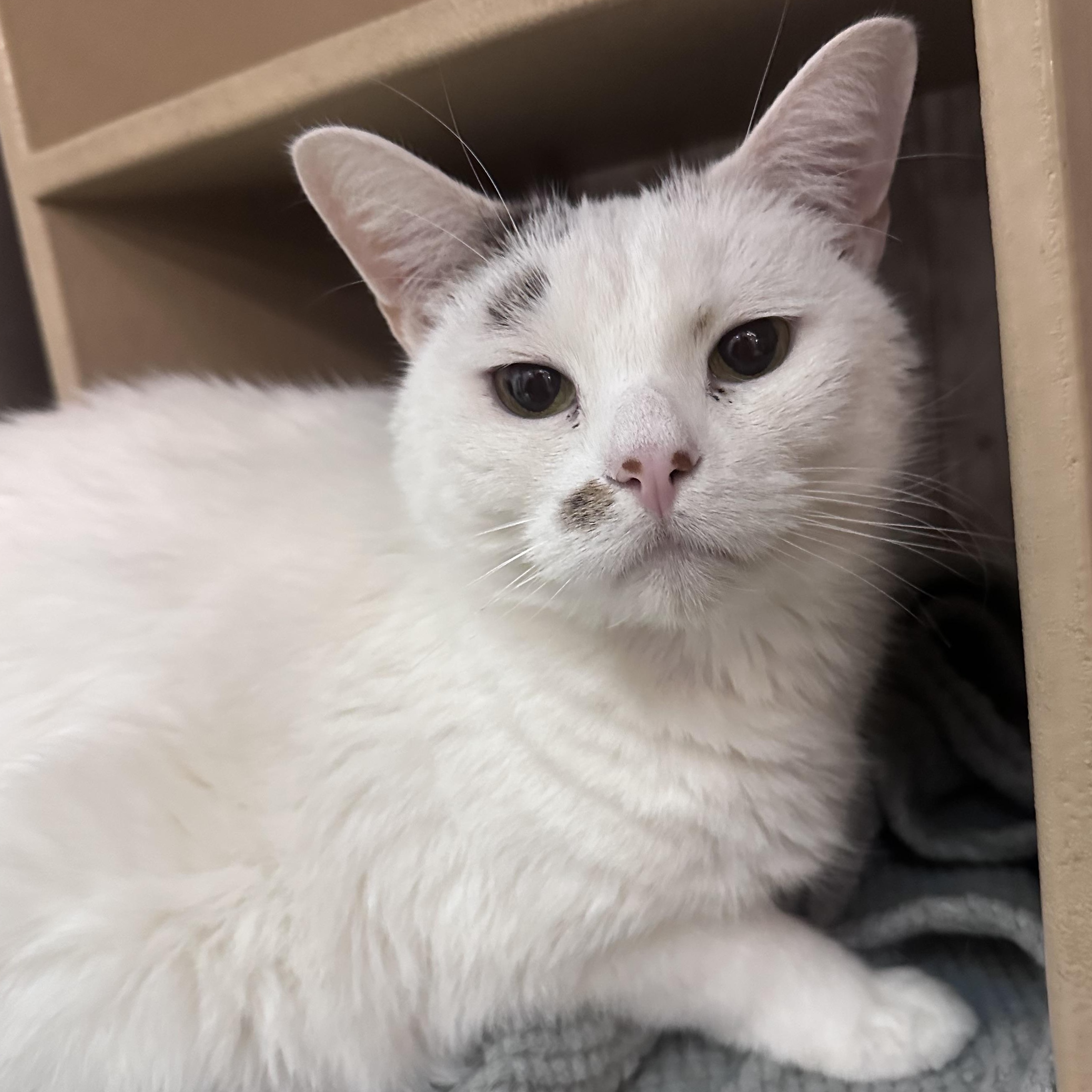 Lenny, ADOPTABLE, Adult Male Domestic Short Hair & Tabby.