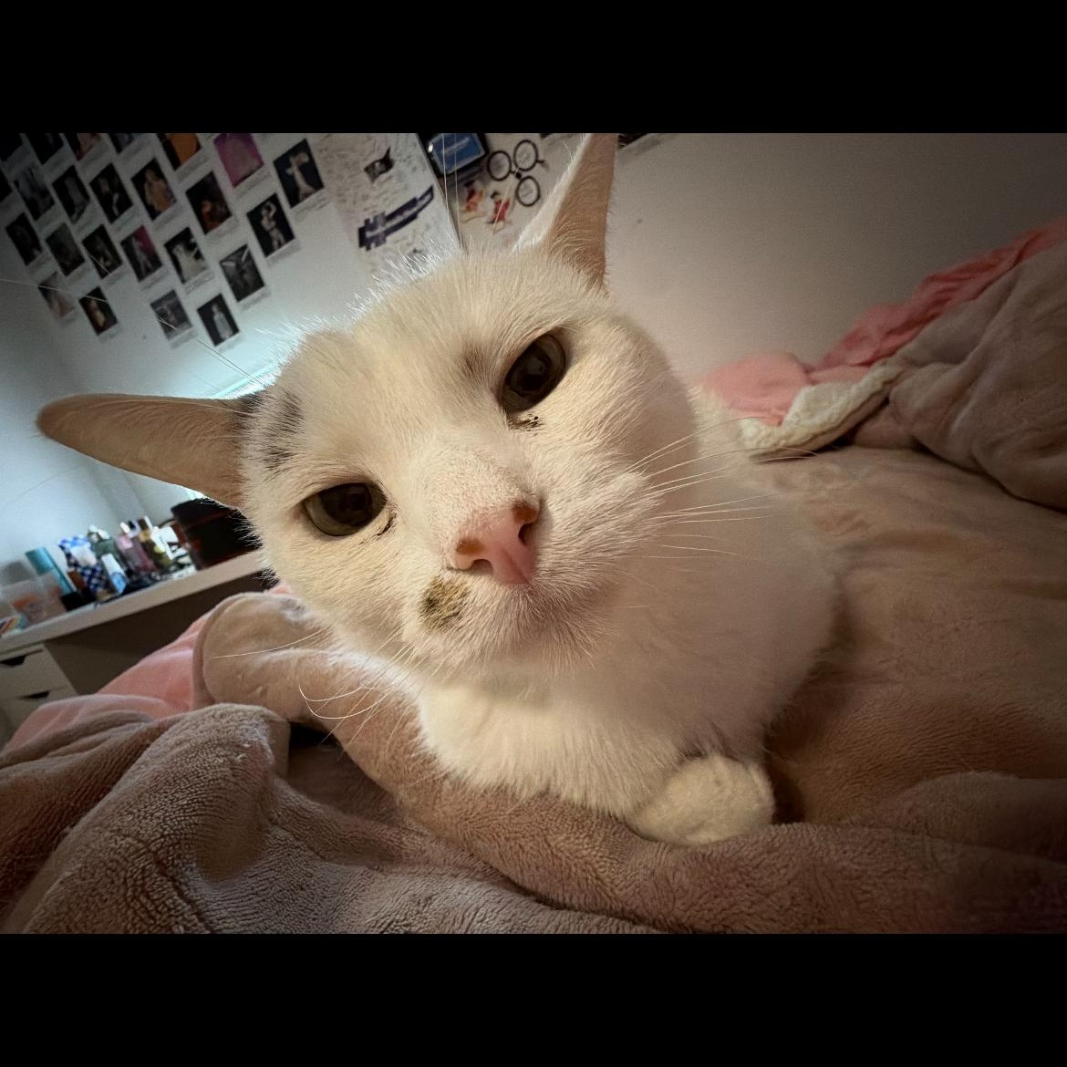 Enlarge Lenny, a ADOPTABLE mixed breed in Omaha, NE image 2/4