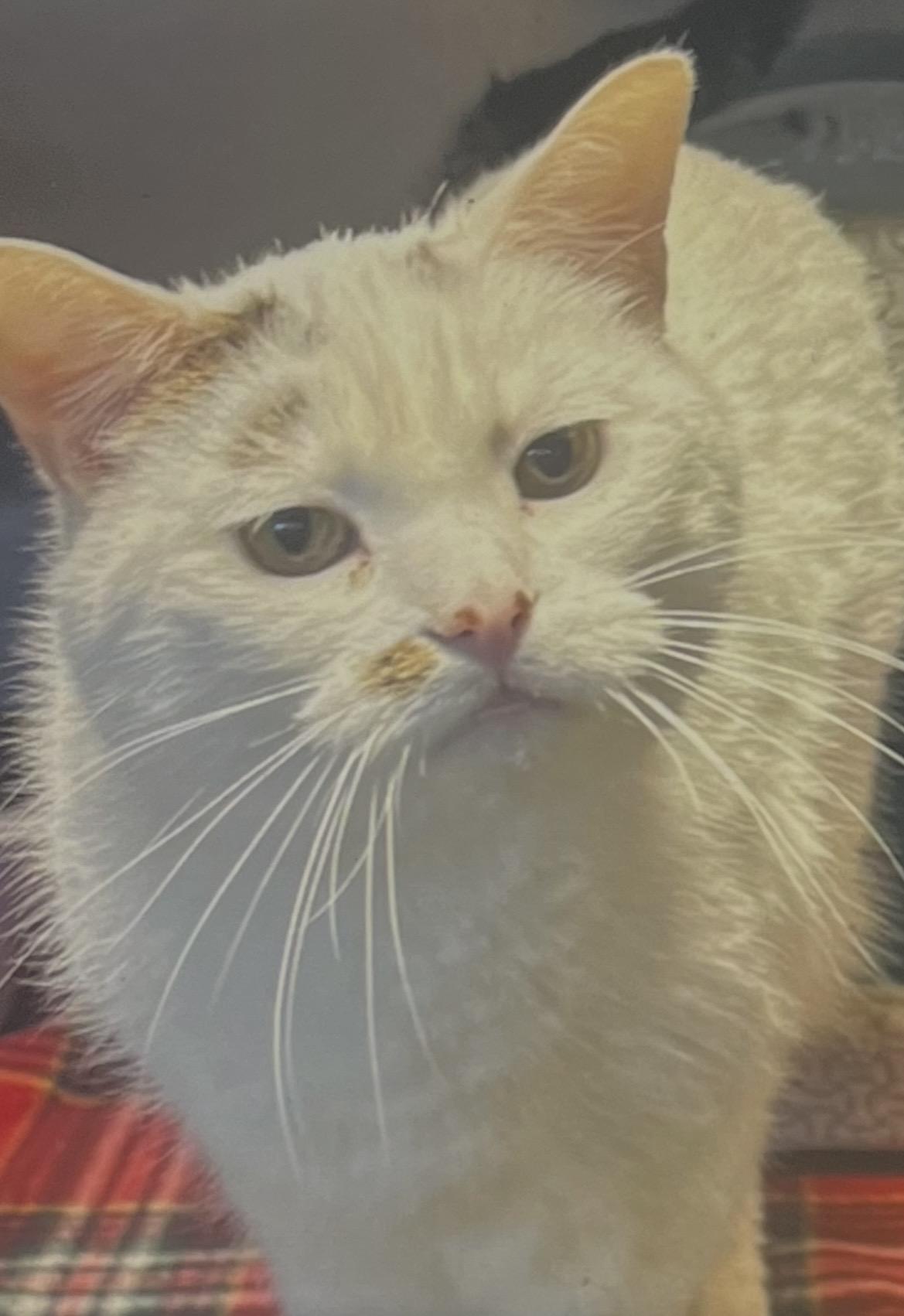 Enlarge Lenny, a ADOPTABLE mixed breed in Omaha, NE image 3/4