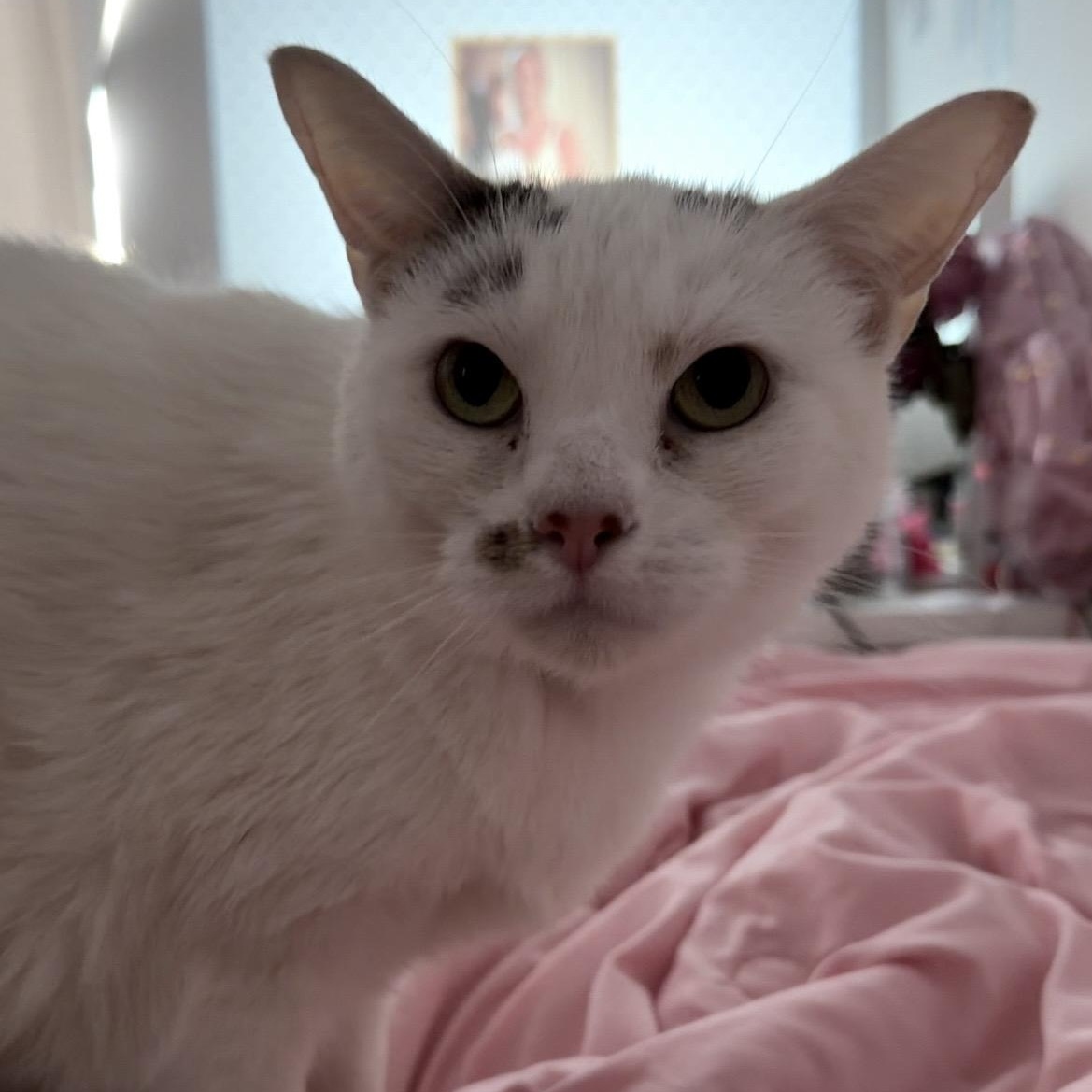 Lenny, ADOPTABLE, Adult Male Domestic Short Hair & Tabby.