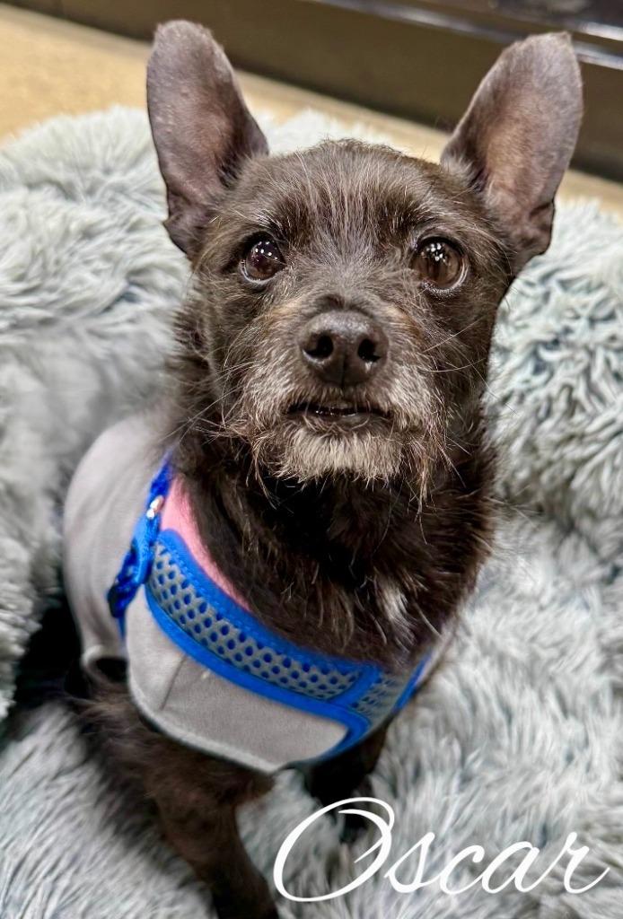 Oscar, Adoptable, Adult Male Fox Terrier & Chihuahua.