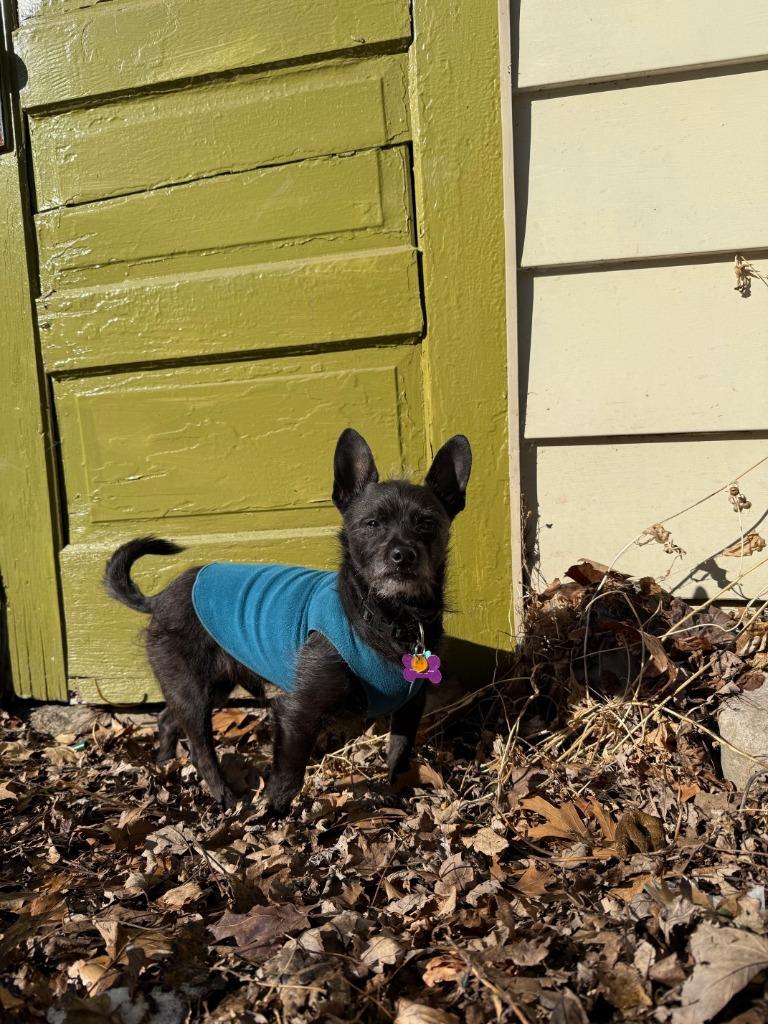 Louis Vutton, Adoptable, Adult Male Fox Terrier & Chihuahua.