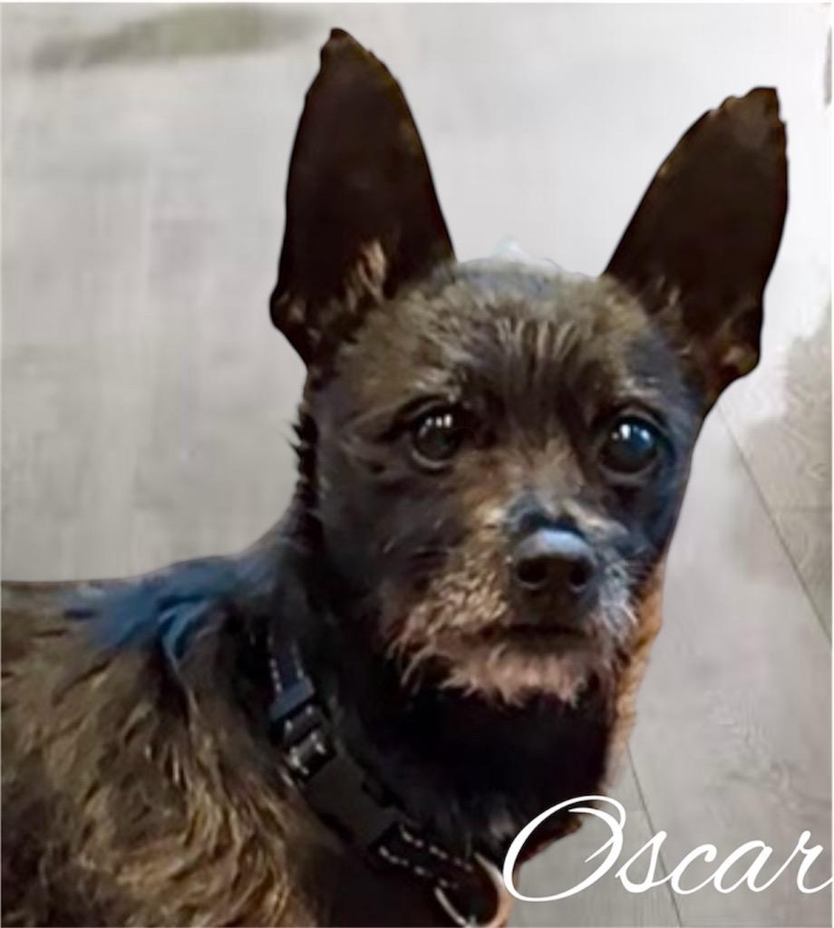 Oscar, a Adoptable mixed breed in West Bloomfield, MI image 3/6