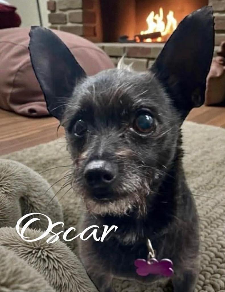 Oscar, a Adoptable mixed breed in West Bloomfield, MI image 5/6