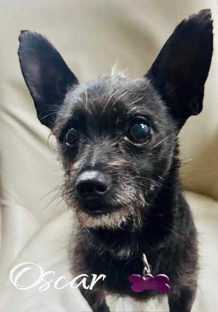 Oscar, a Adoptable mixed breed in West Bloomfield, MI image 6/6