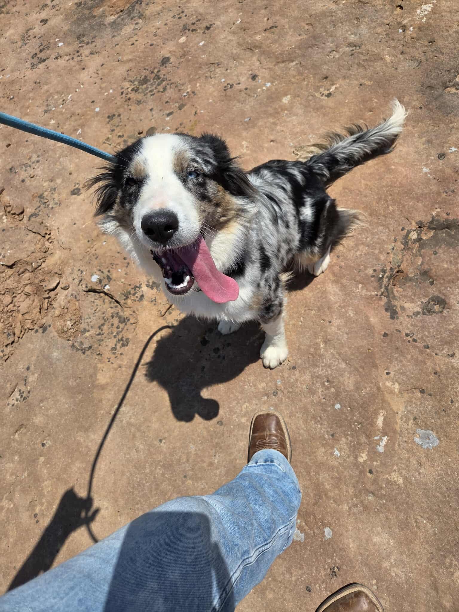 Sage, an adoptable Australian Shepherd in Roosevelt, UT, 84066 | Photo Image 2