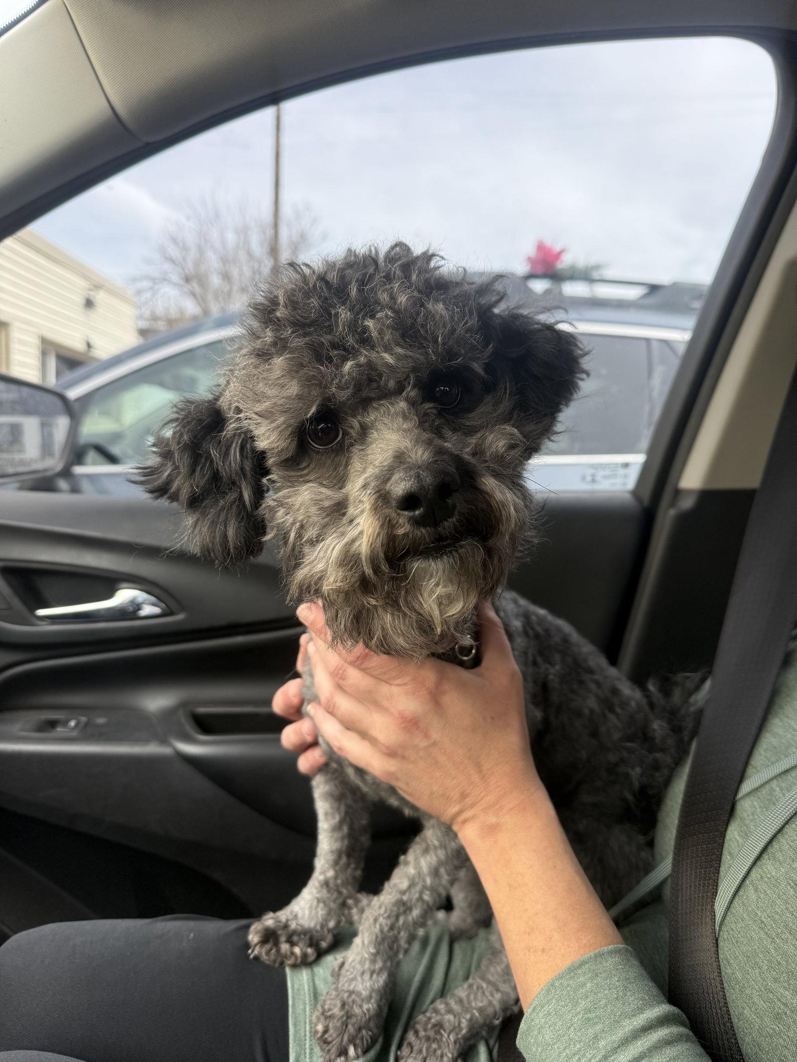 Sophie, Adopted, Young Female Poodle.