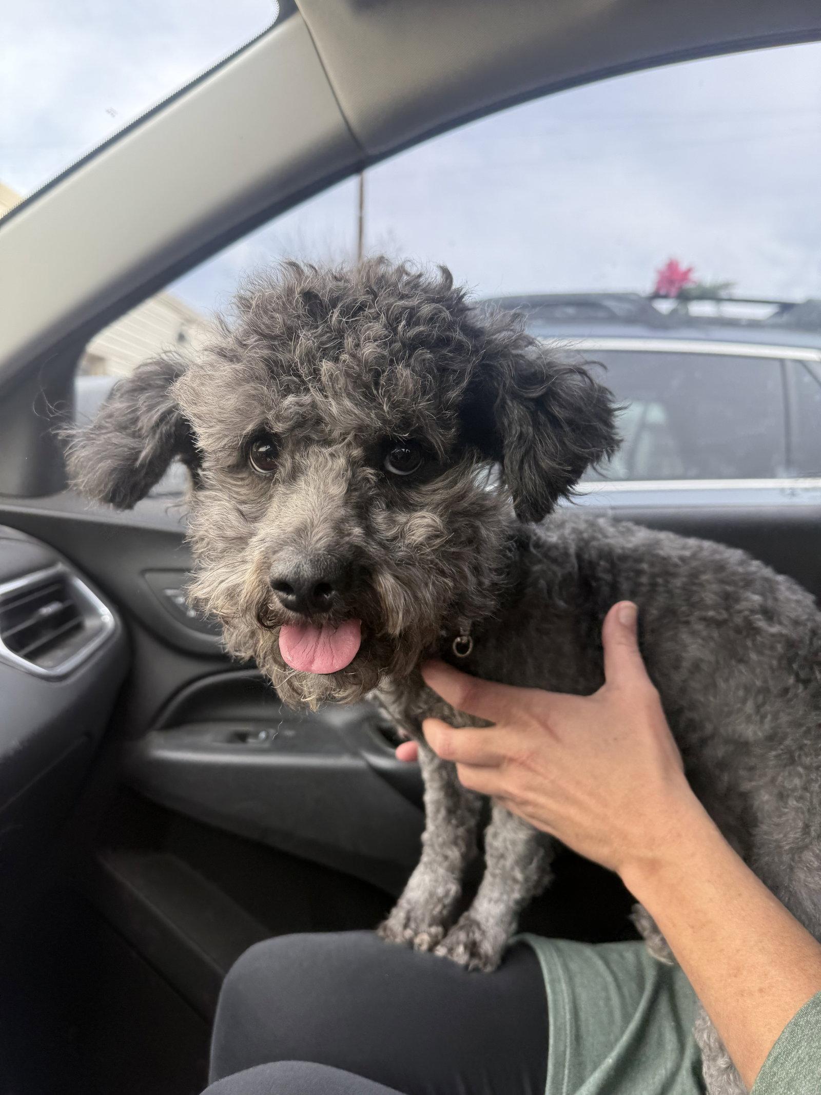 Enlarge Sophie, a Adopted Poodle in Fort Collins, CO image 2/2