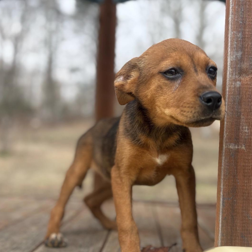 Enlarge Clara, a Adoptable mixed breed in Warrior, AL image 2/3