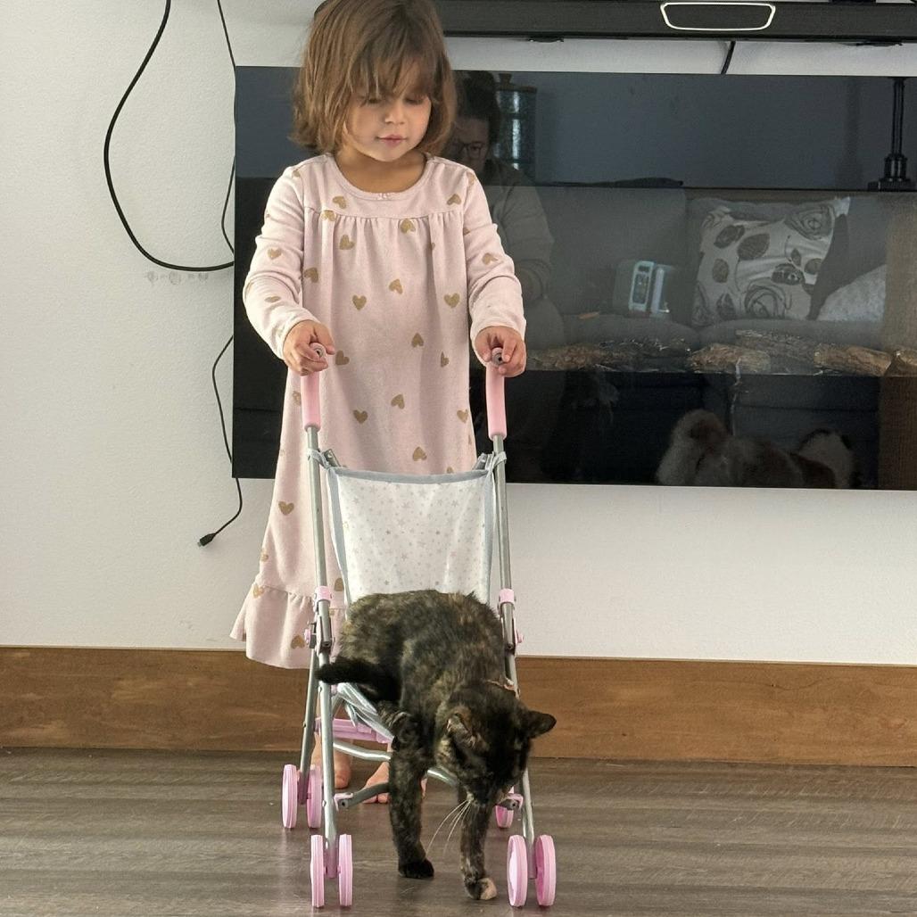 Enlarge Celeste, a Adoptable Domestic Short Hair in Muscatine, IA image 1/6