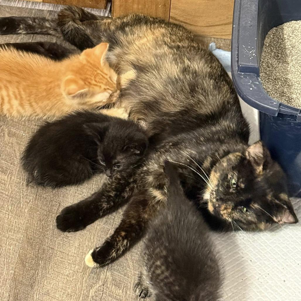 Celeste, Adoptable, Adult Female Domestic Short Hair.