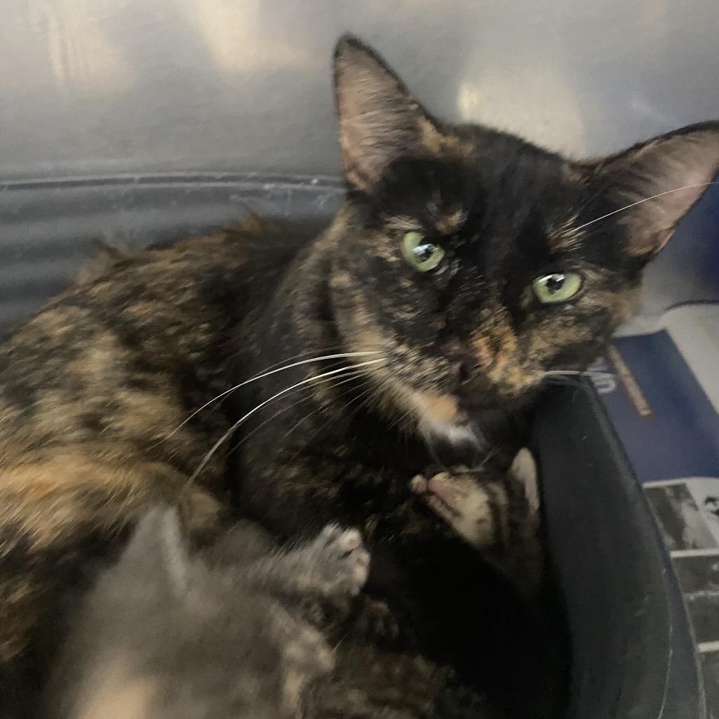 Enlarge Celeste, a Adoptable Domestic Short Hair in Muscatine, IA image 3/6