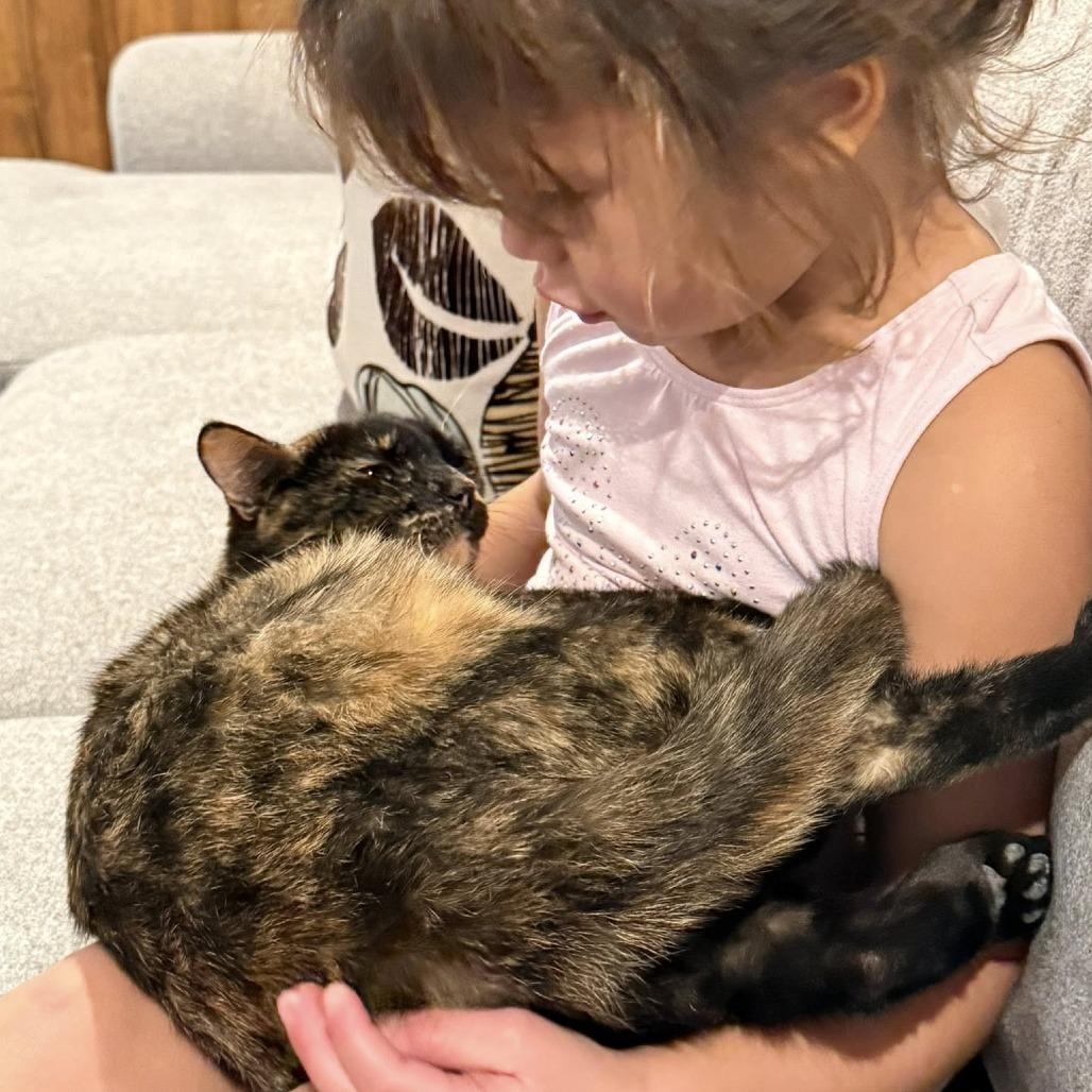 Enlarge Celeste, a Adoptable Domestic Short Hair in Muscatine, IA image 4/6