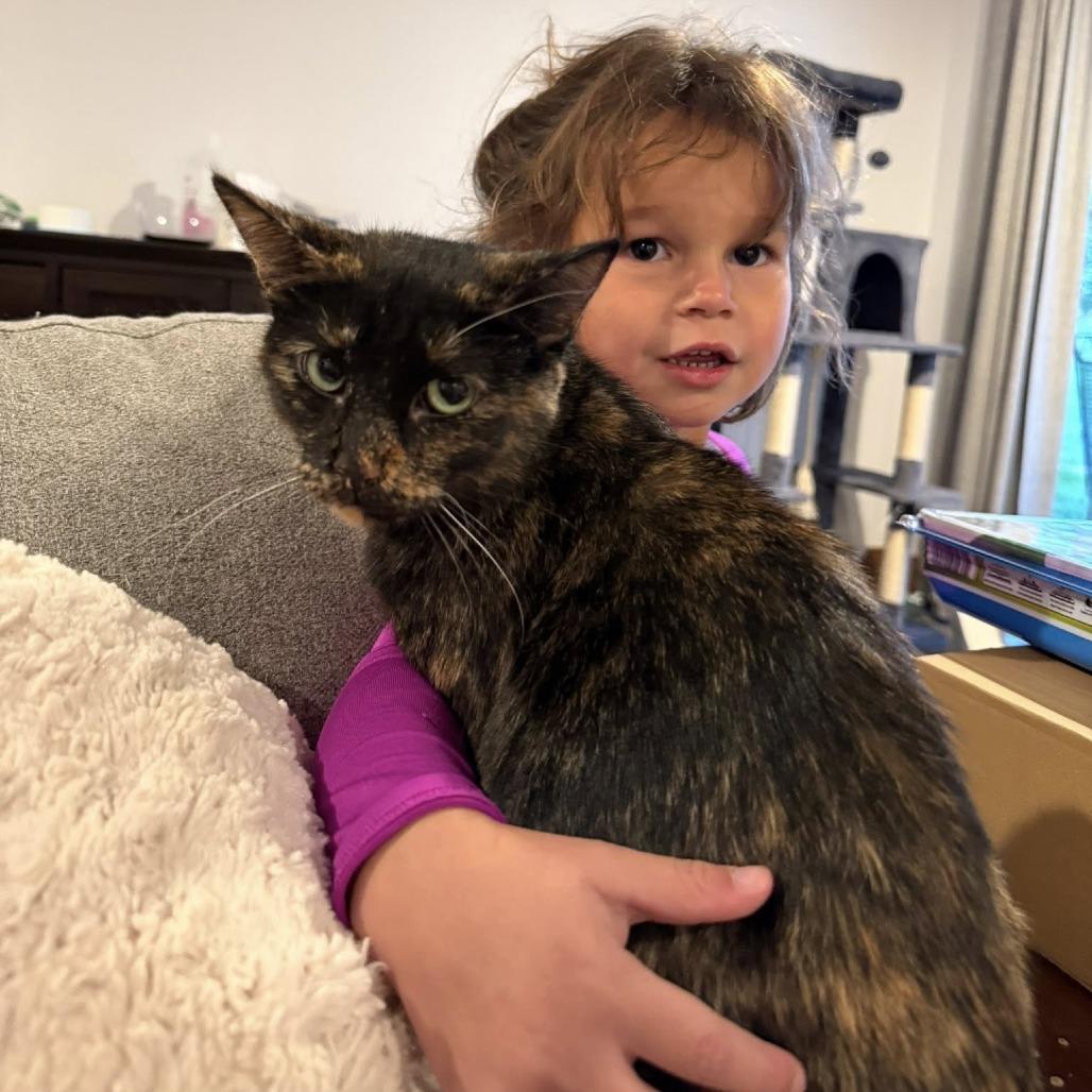 Enlarge Celeste, a Adoptable Domestic Short Hair in Muscatine, IA image 5/6