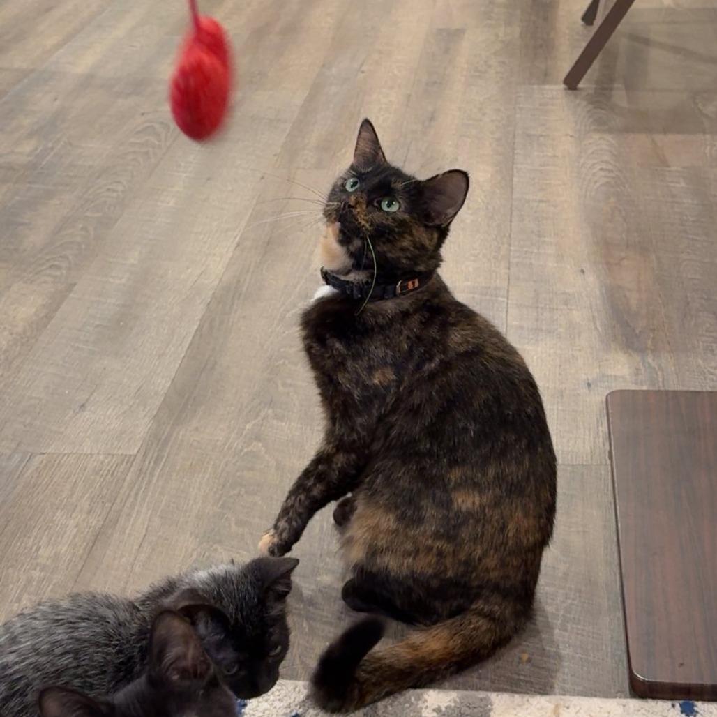 Enlarge Celeste, a Adoptable Domestic Short Hair in Muscatine, IA image 5/6