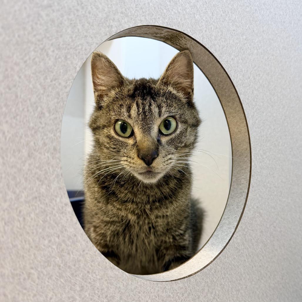 Ivy, Adoptable, Adult Female Domestic Short Hair.