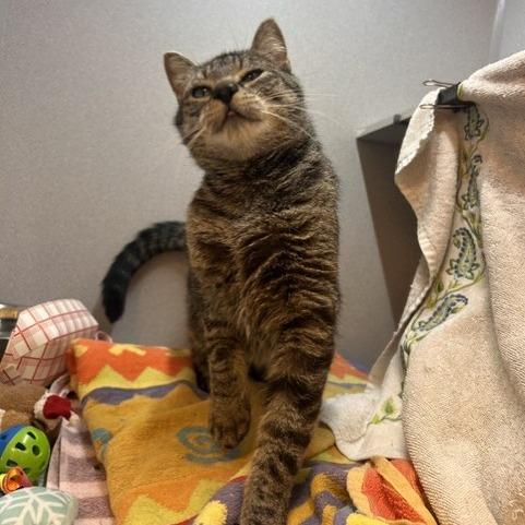 Enlarge Ivy, a Adoptable Domestic Short Hair in Pittsburgh, PA image 2/5