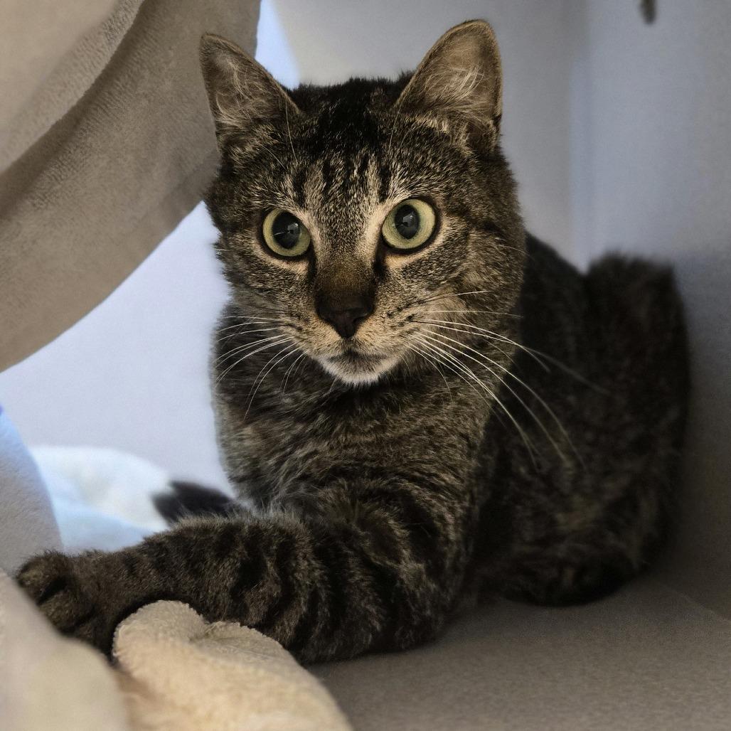 Enlarge Ivy, a Adoptable Domestic Short Hair in Pittsburgh, PA image 3/5