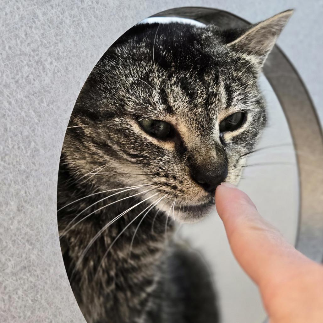 Enlarge Ivy, a Adoptable Domestic Short Hair in Pittsburgh, PA image 4/5
