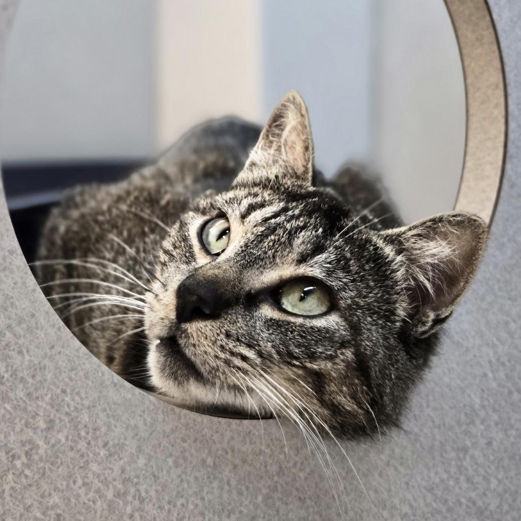 Enlarge Ivy, a Adoptable Domestic Short Hair in Pittsburgh, PA image 5/5