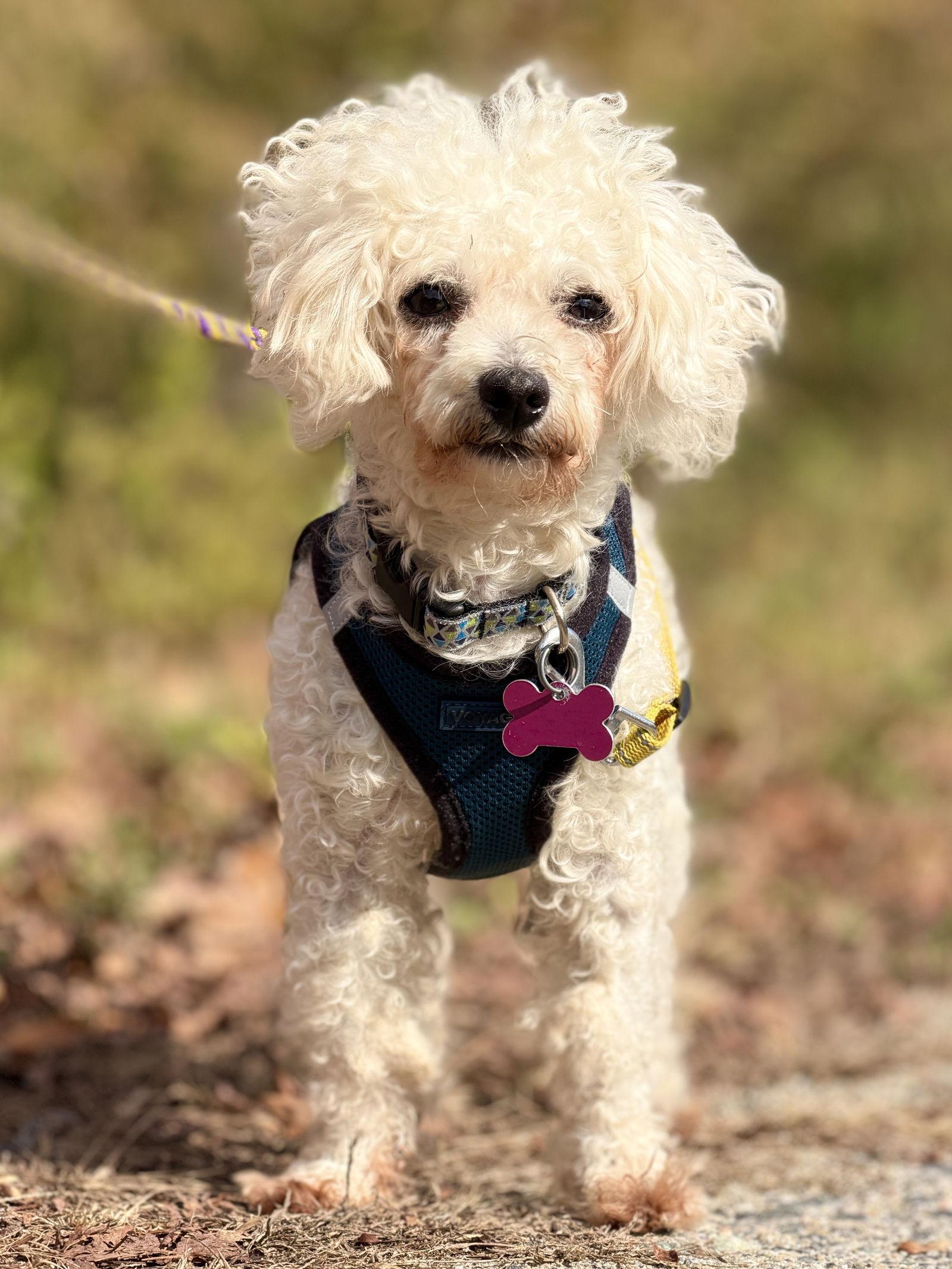 Enlarge Bandido, a Adoptable mixed breed in West Cornwall, CT image 2/3
