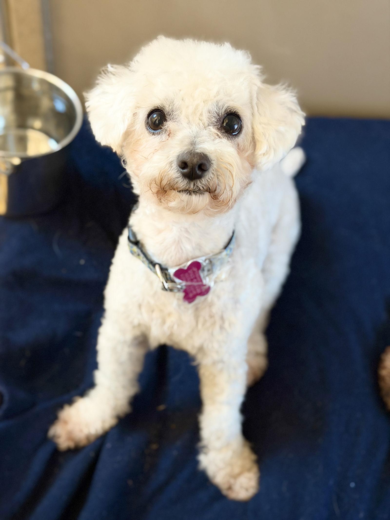 Enlarge Bandido, a Adoptable mixed breed in West Cornwall, CT image 3/3