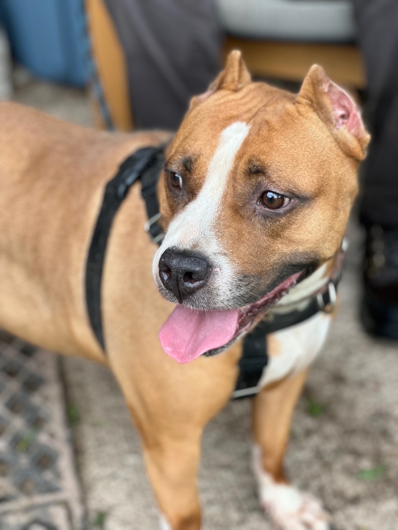 CORAL, an adoptable Boxer, Terrier in Morris, NY, 13808 | Photo Image 1