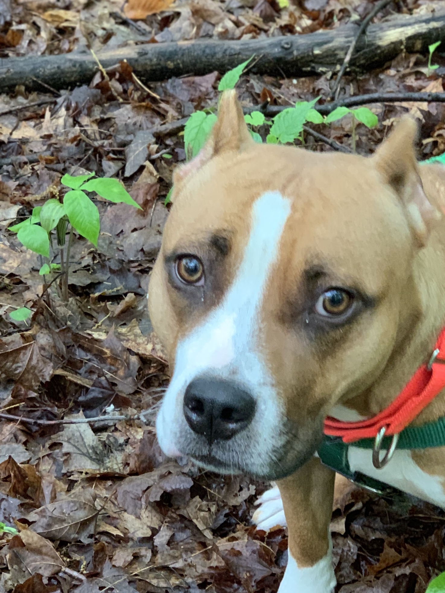 CORAL, a Adoptable mixed breed in Morris, NY image 3/12