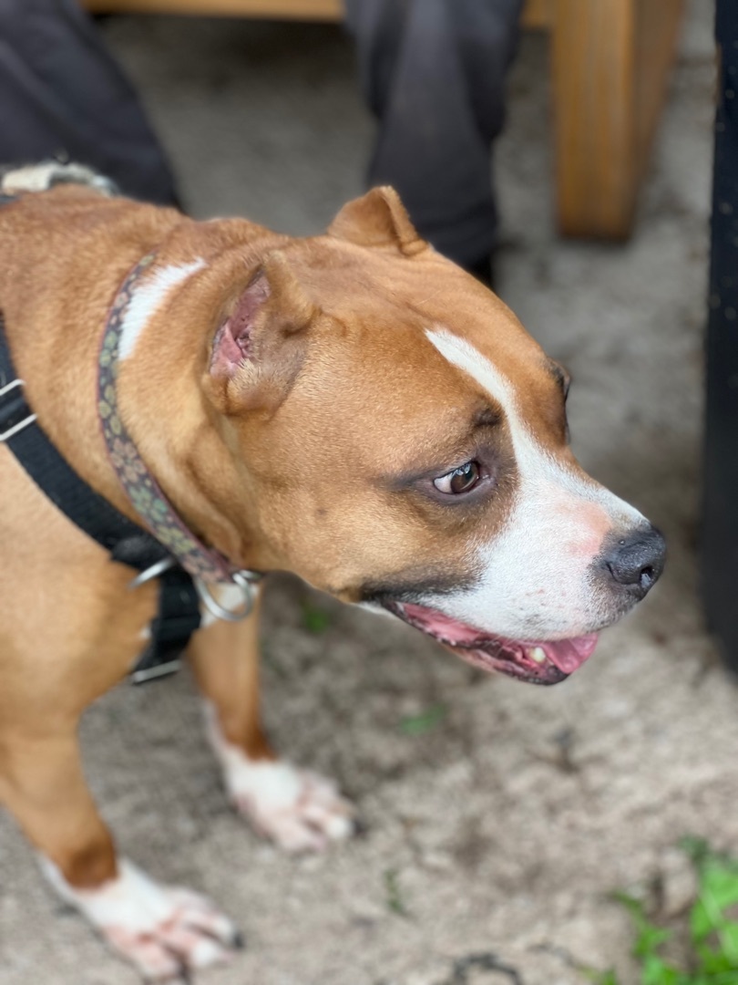 CORAL, a Adoptable mixed breed in Morris, NY image 4/12