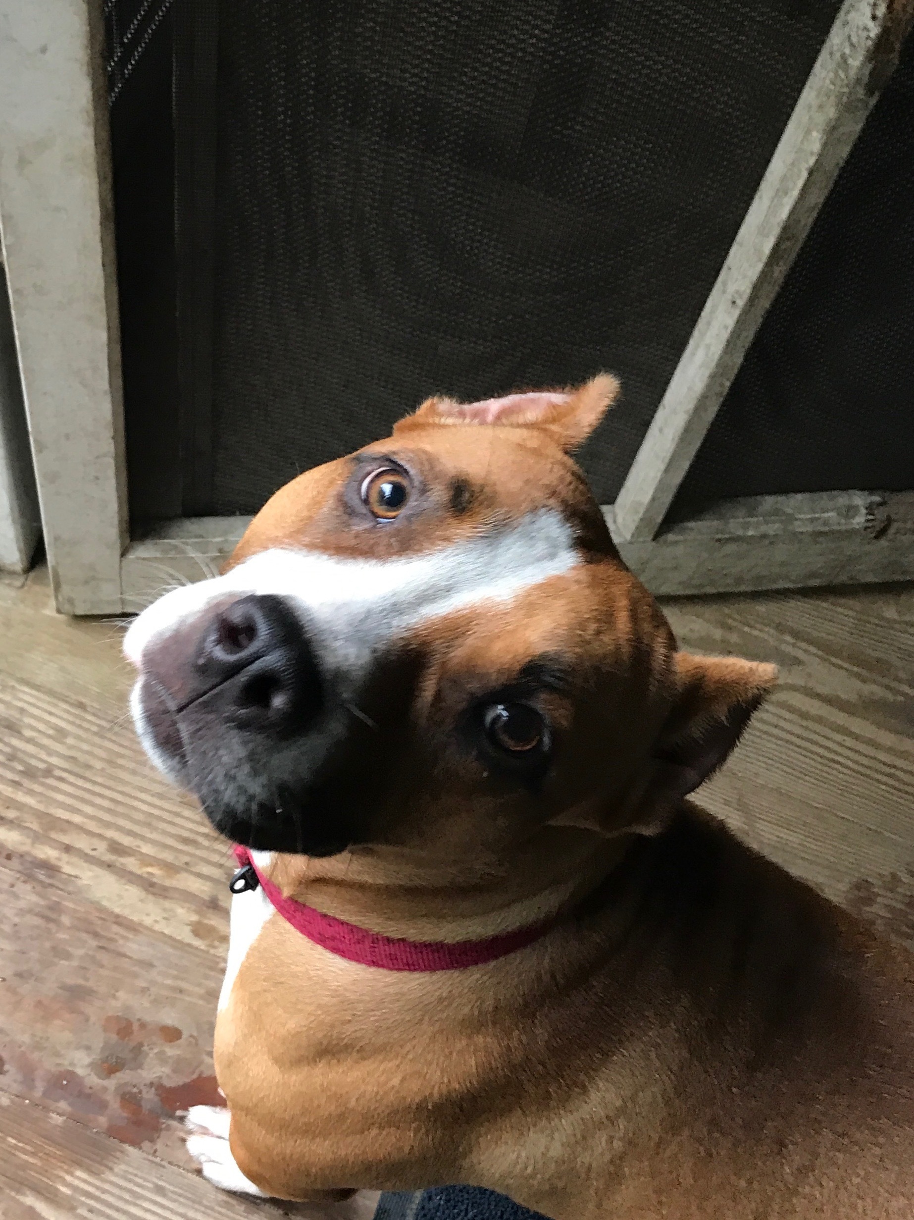 CORAL, a Adoptable mixed breed in Morris, NY image 5/12