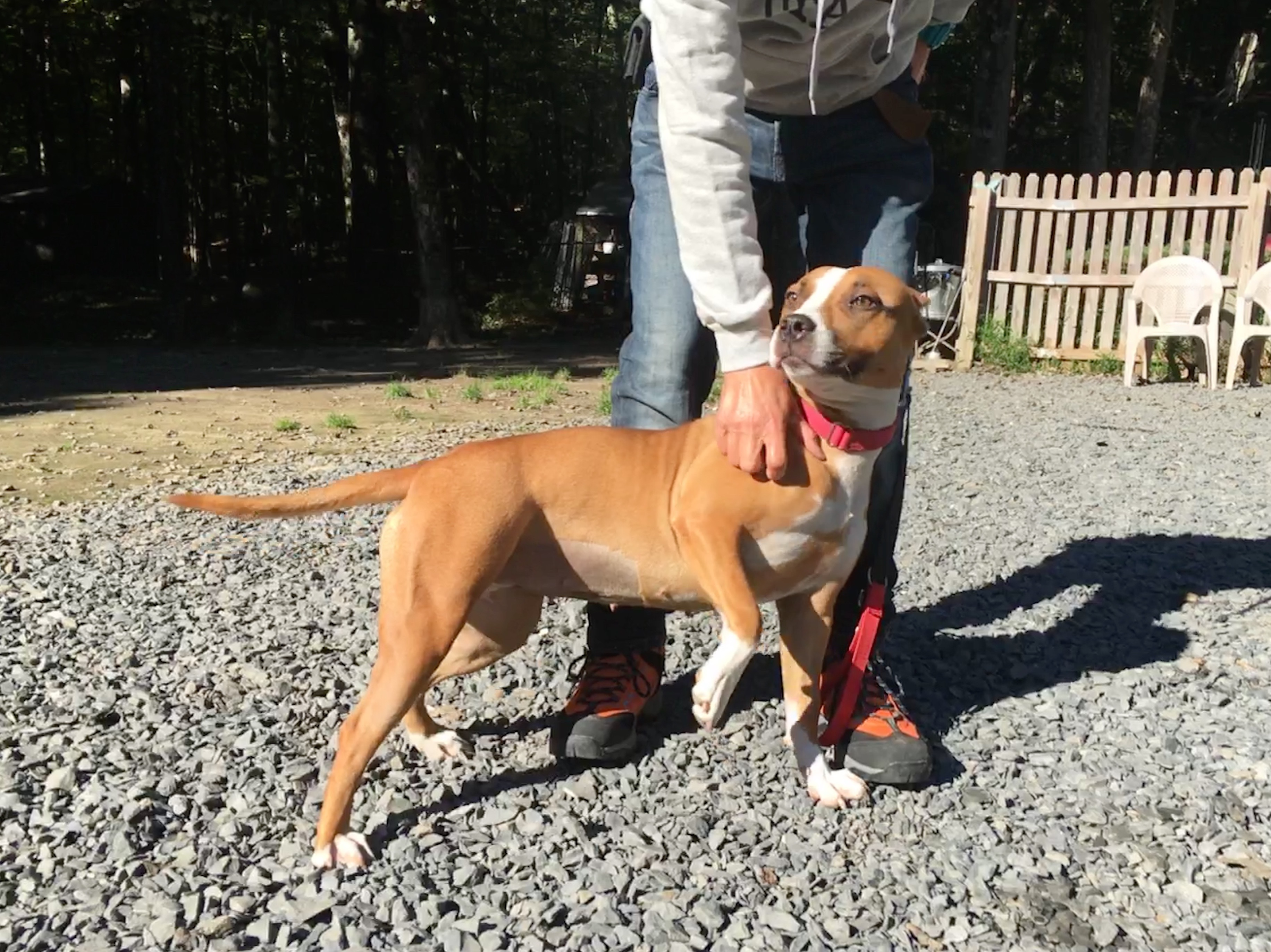 CORAL, a Adoptable mixed breed in Morris, NY image 6/12