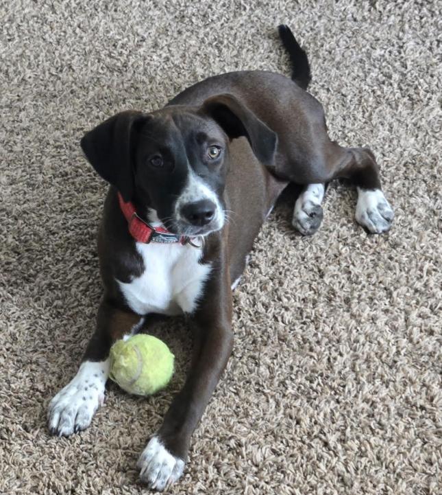 Korra, Adoptable, Young Female Labrador Retriever.