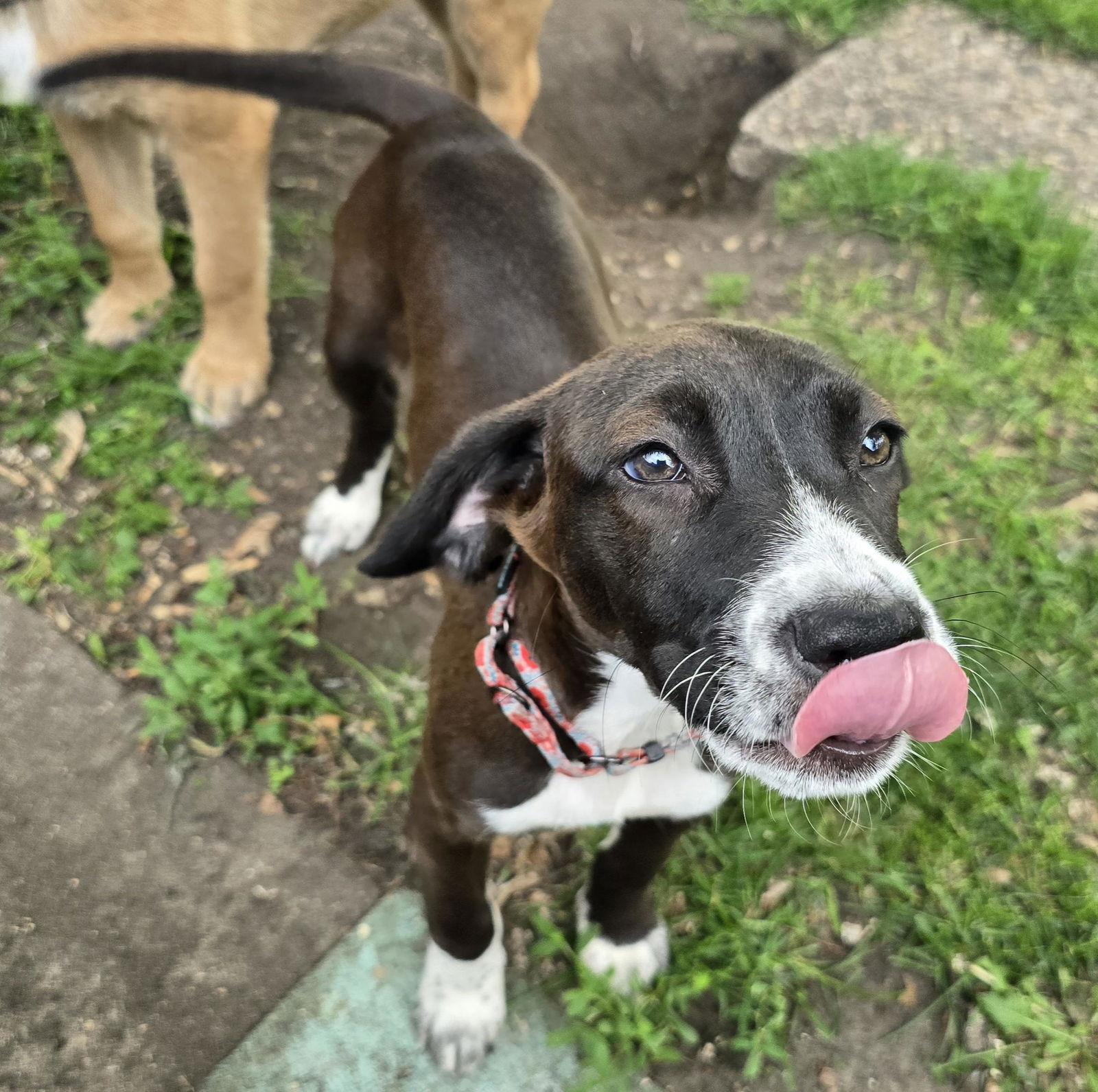 Korra, a Adoptable Labrador Retriever in Brooklyn Center, MN image 2/3