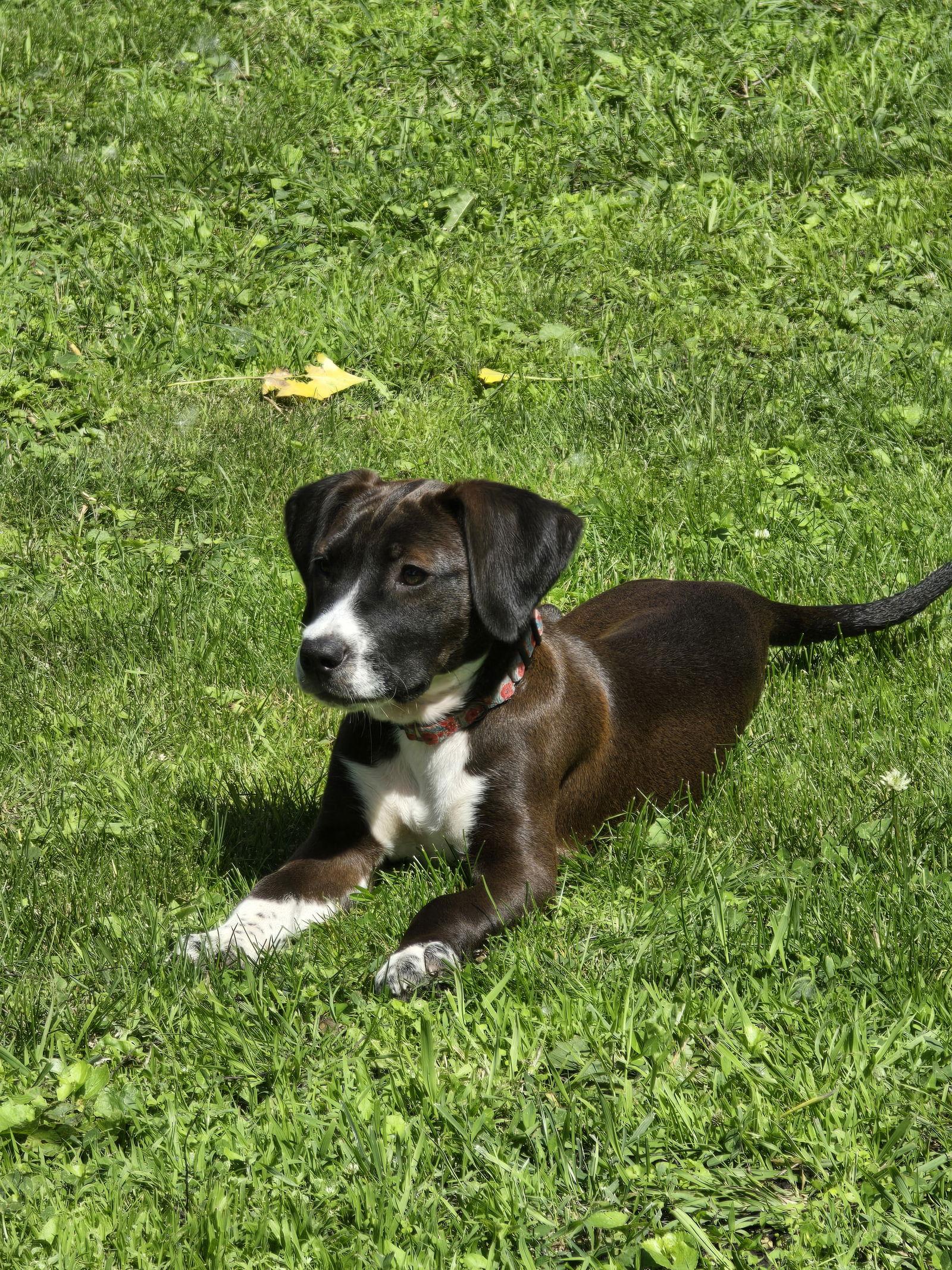 Korra, a Adoptable Labrador Retriever in Brooklyn Center, MN image 3/3