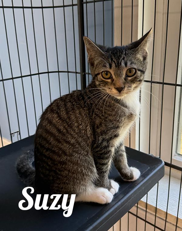 Enlarge Suzy, a Adoptable Domestic Short Hair in Manistee, MI image 1/1