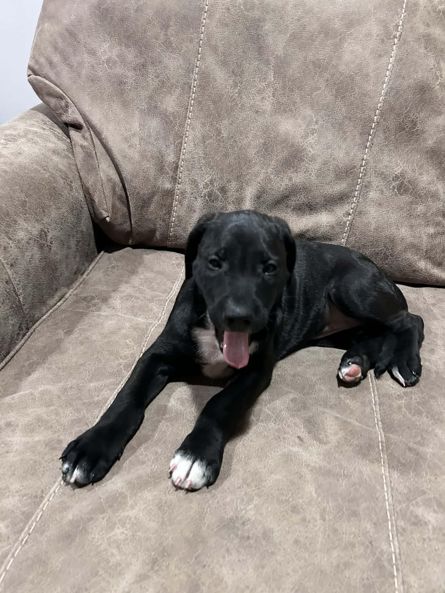 Jiggy (courtesy listing), a ADOPTABLE mixed breed in Albany, NY image 1/3