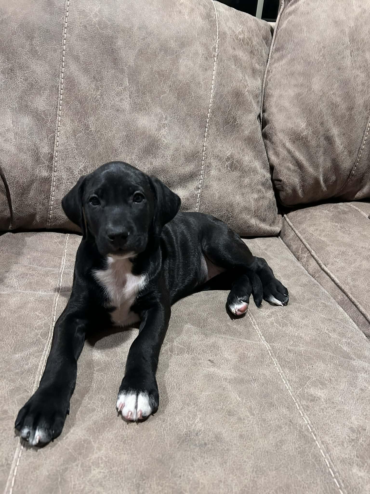 Jiggy (courtesy listing), a ADOPTABLE mixed breed in Albany, NY image 2/3