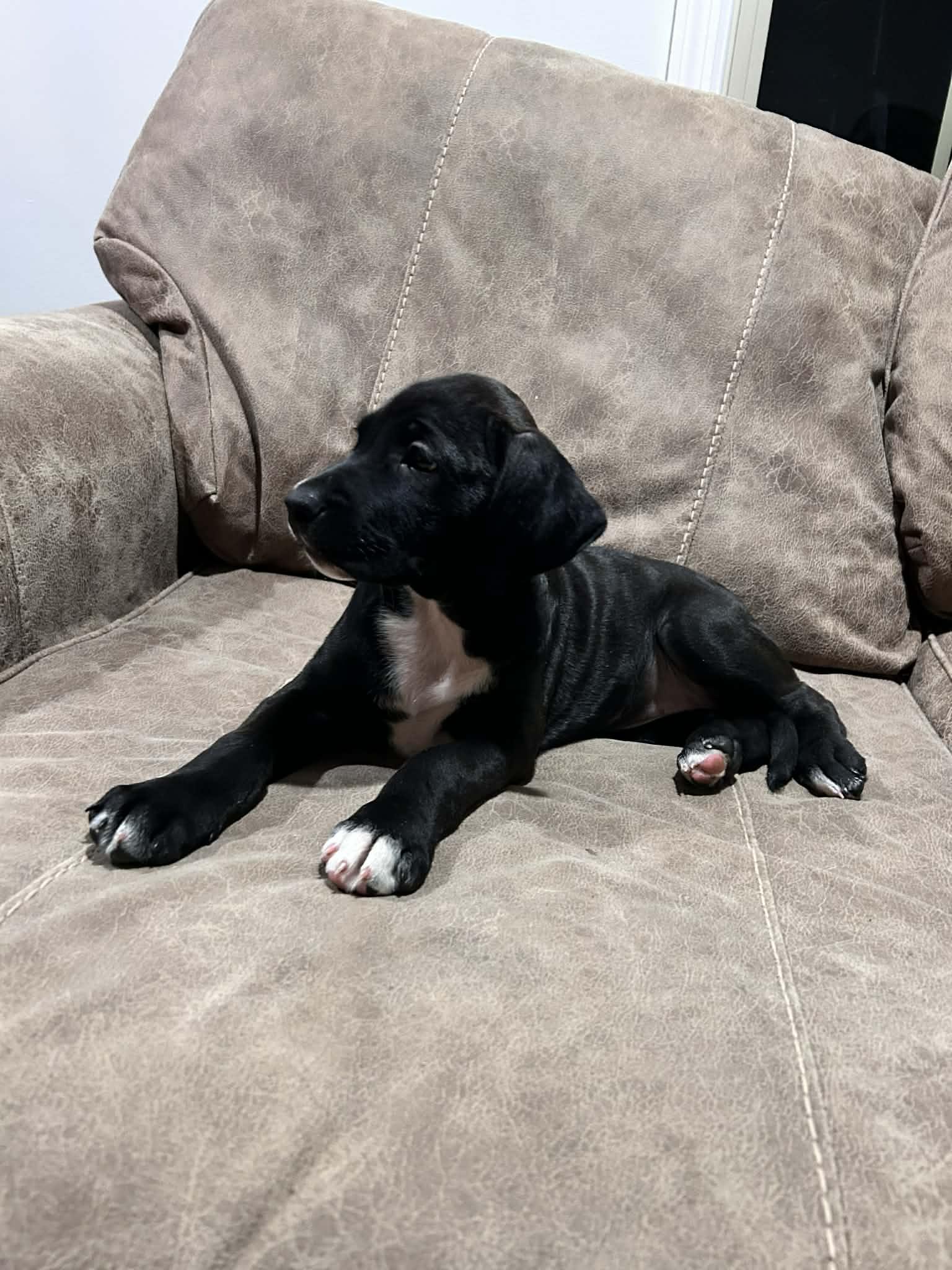 Jiggy (courtesy listing), a ADOPTABLE mixed breed in Albany, NY image 3/3