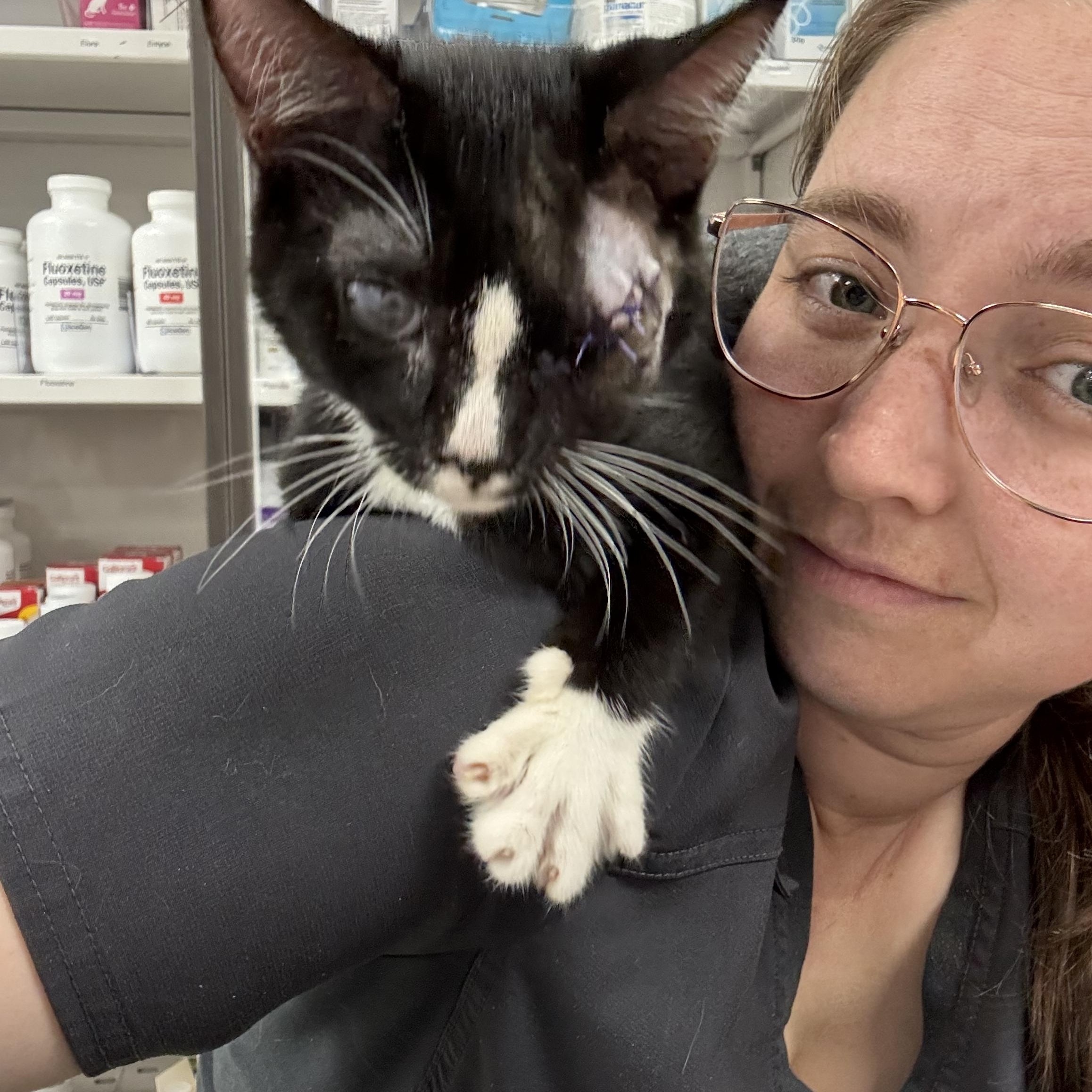 Butter Bean, a Adoptable Domestic Short Hair in Bear, DE image 2/4