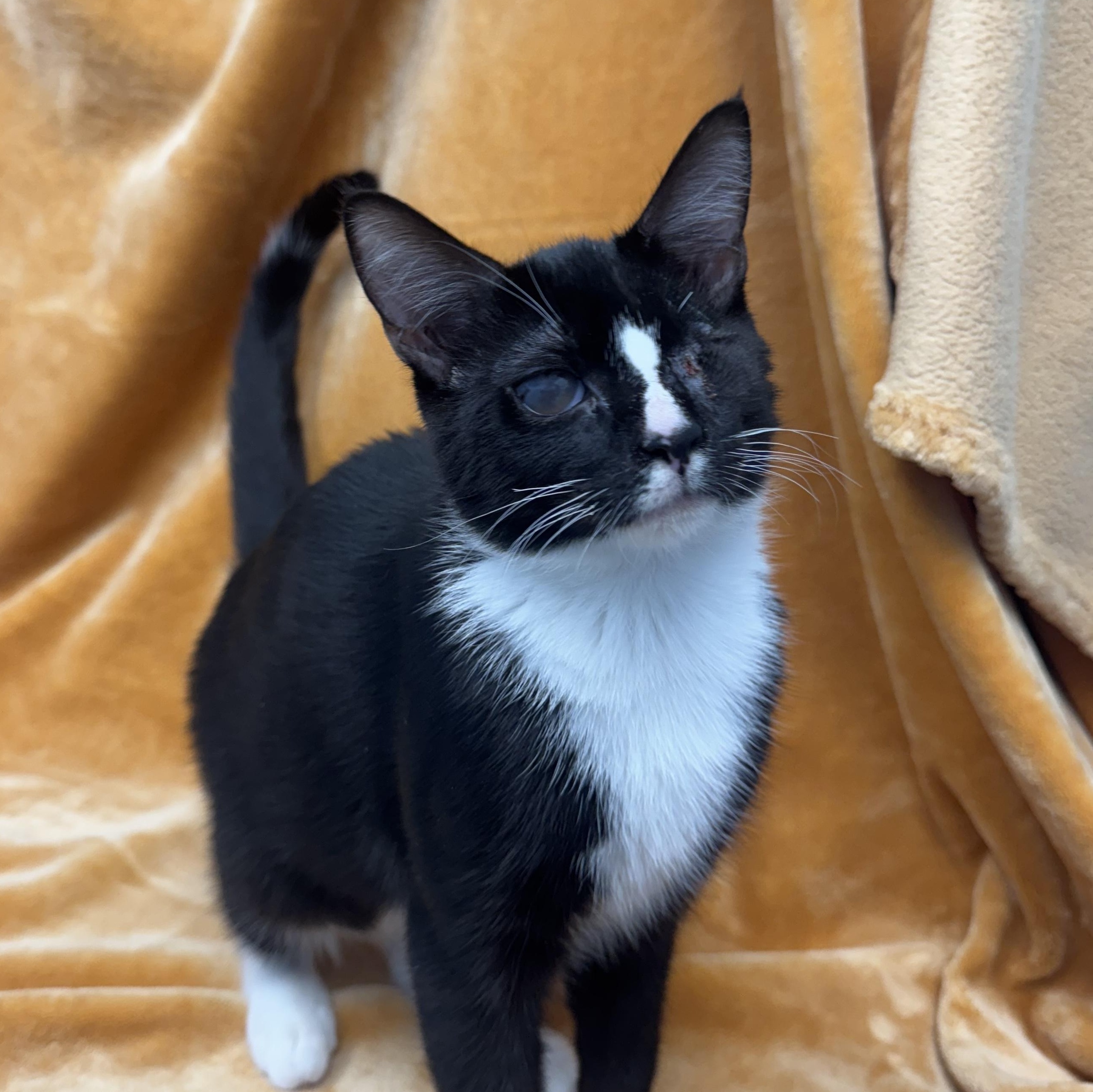 Butter Bean, a Adoptable Domestic Short Hair in Bear, DE image 3/4