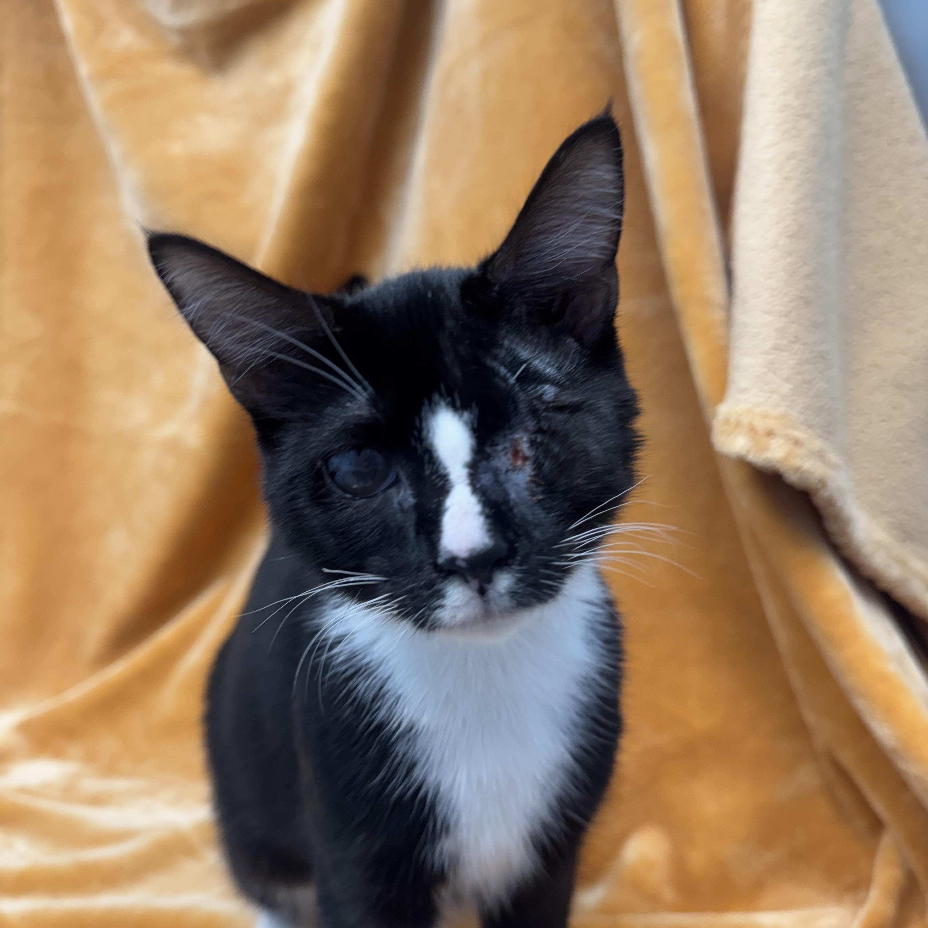 Butter Bean, Adoptable, Kitten Male Domestic Short Hair.