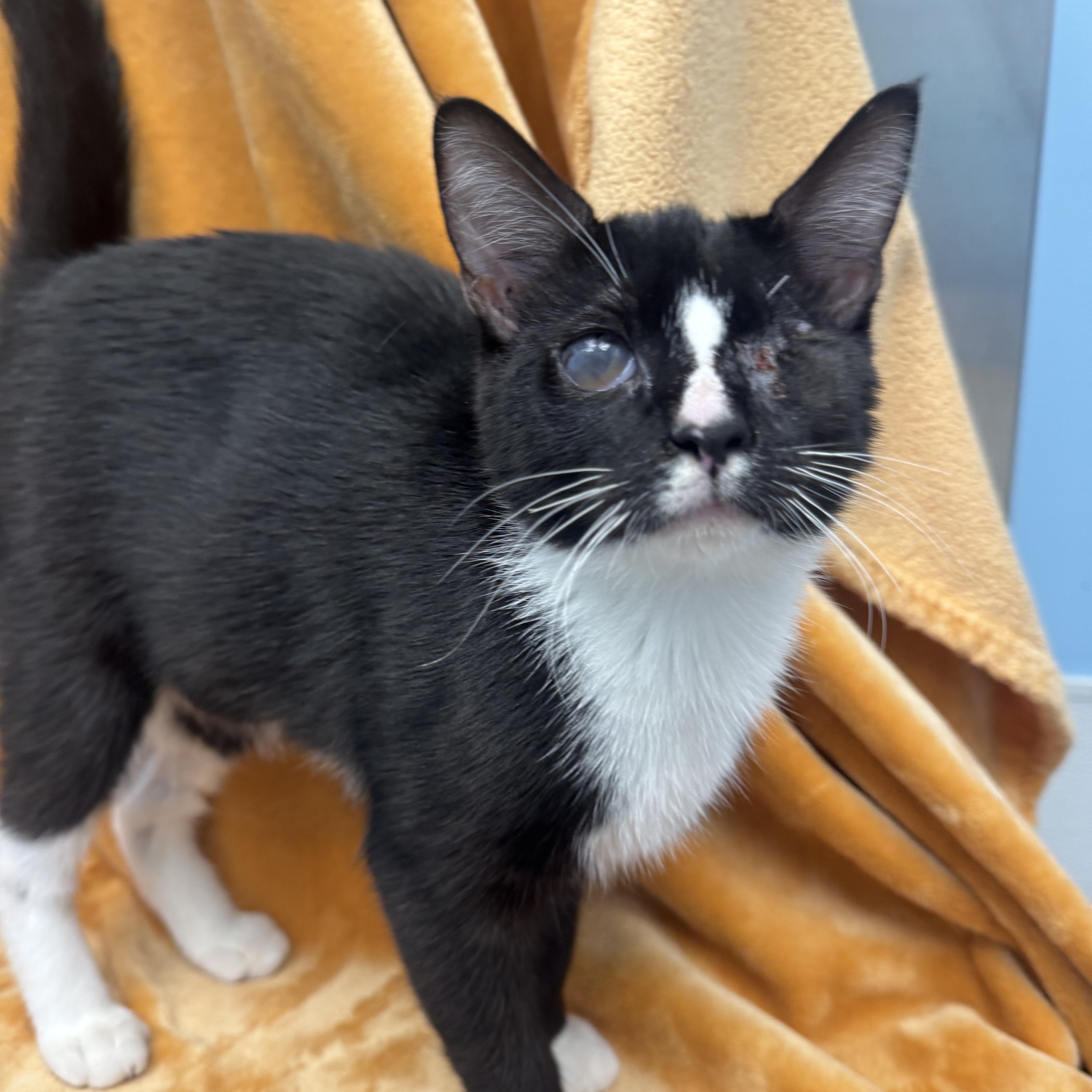 Butter Bean, a Adoptable Domestic Short Hair in Bear, DE image 4/4