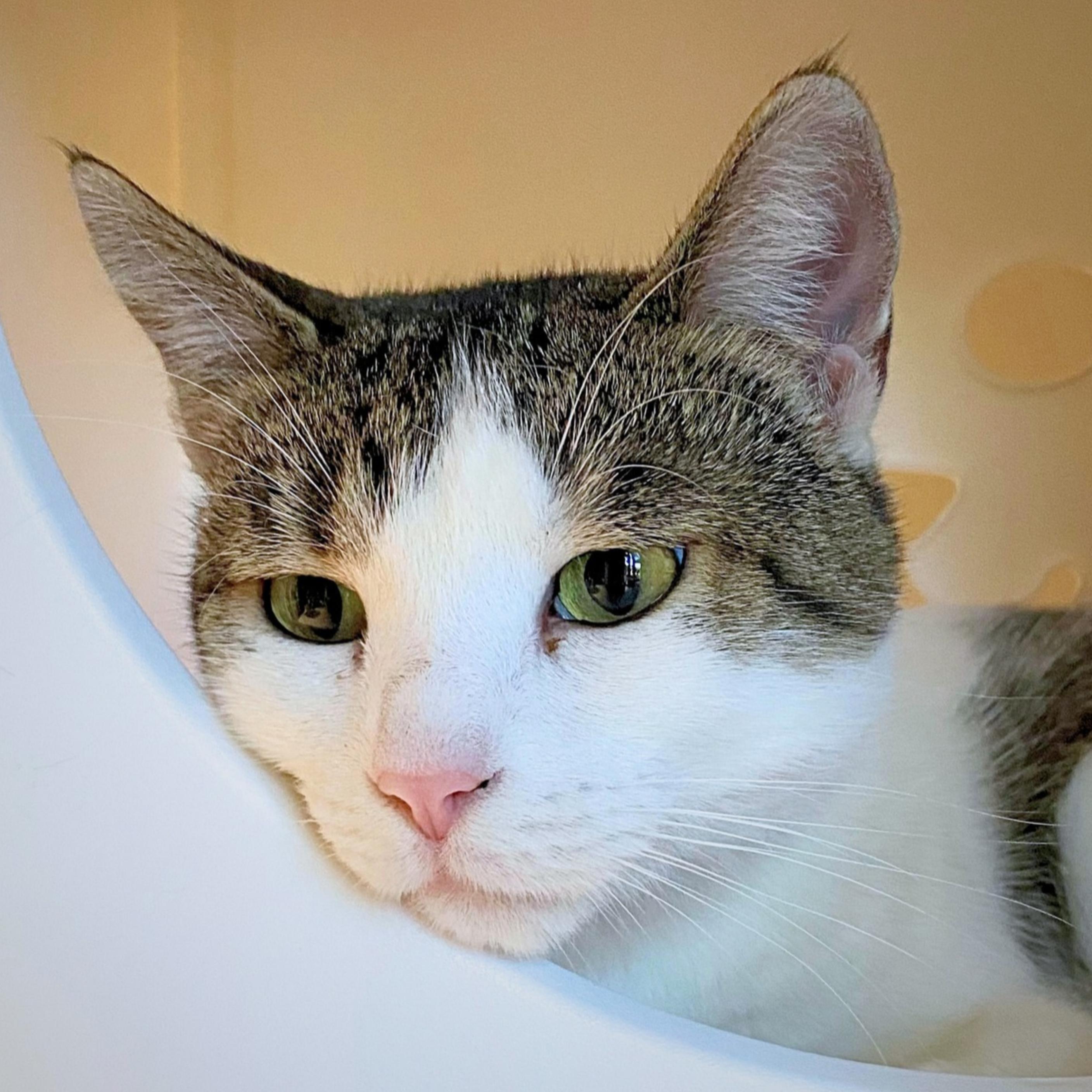 Enlarge Genevieve, a Adoptable mixed breed in Santa Fe, NM image 1/5