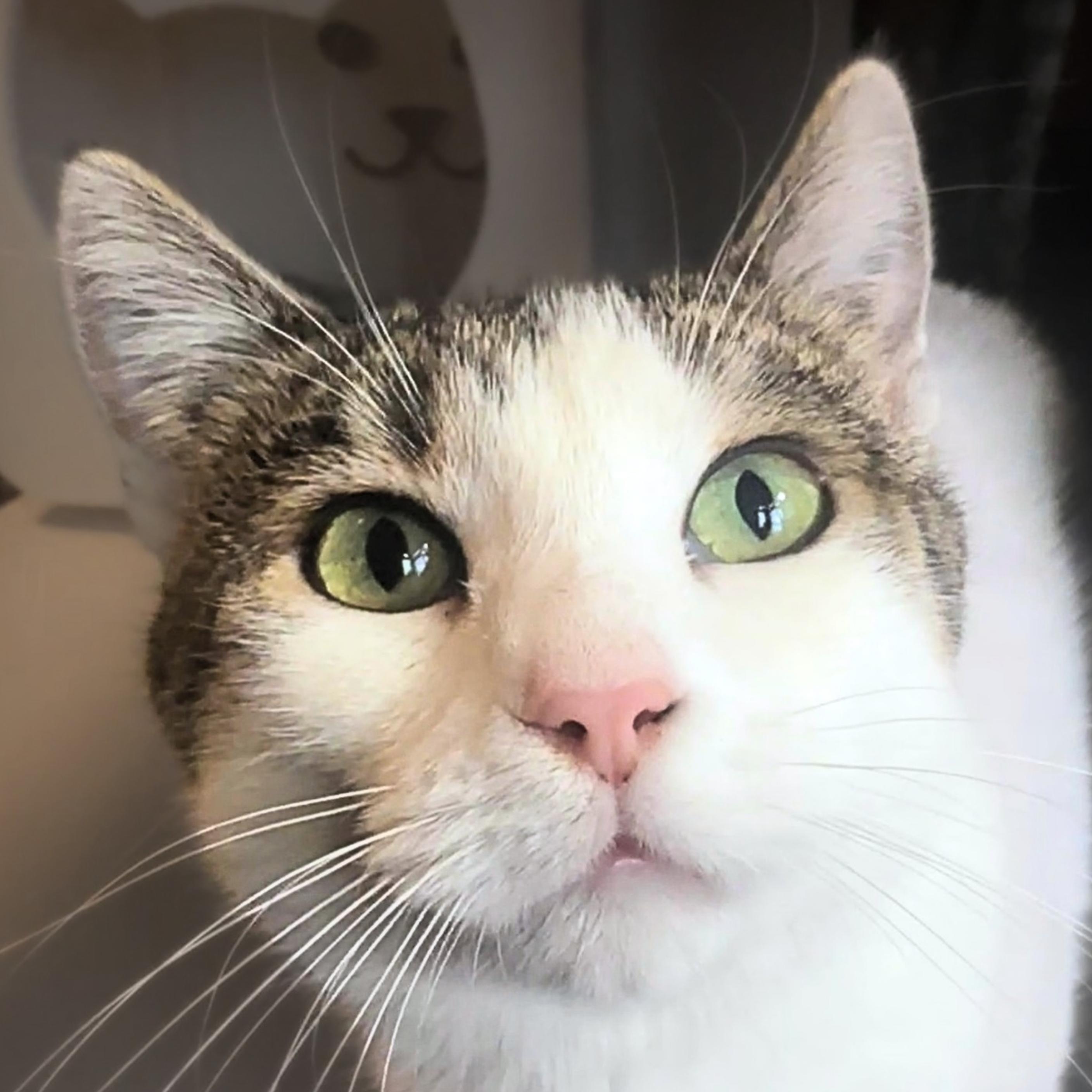 Enlarge Genevieve, a Adoptable mixed breed in Santa Fe, NM image 2/5