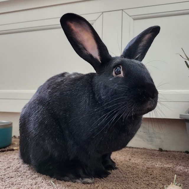 Rabbit for adoption - Bumpkin, a New Zealand in Pittsburgh, PA | Petfinder