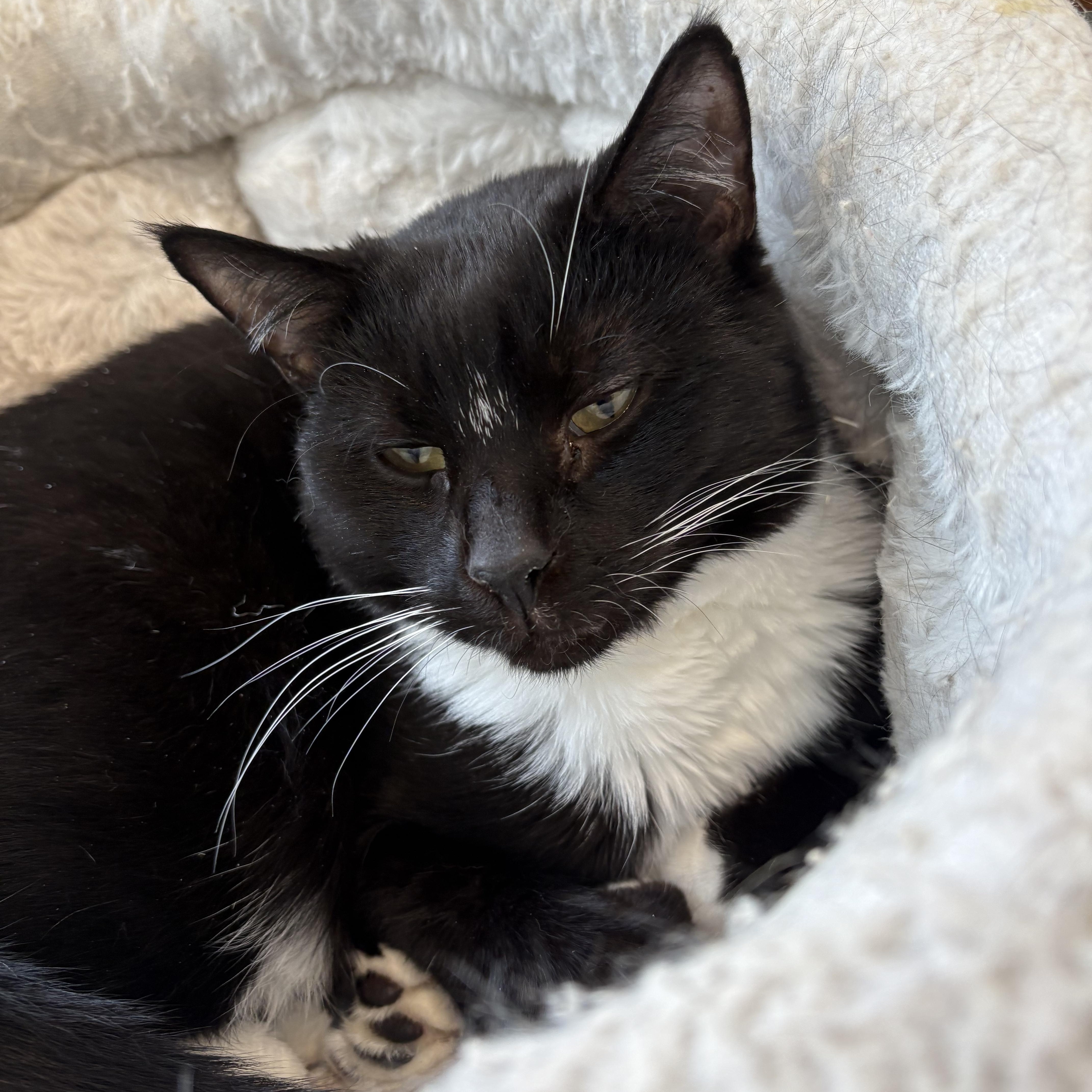 Enlarge Lilo, a Adoptable Domestic Short Hair in Warwick, NY image 1/1