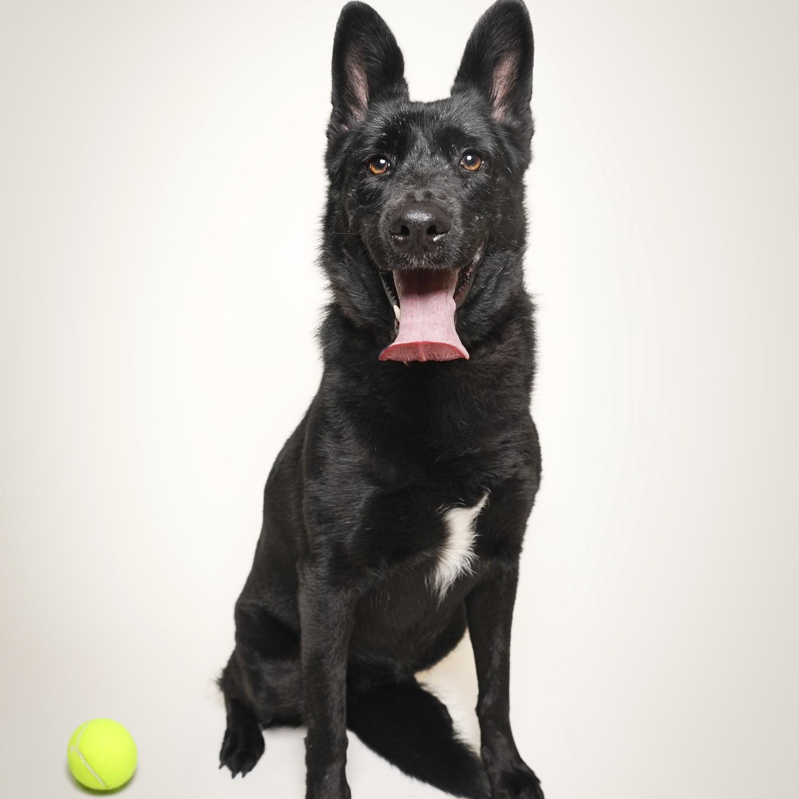 Enlarge Stevie Nicks, an adopted mixed breed in Puyallup, WA image 1/6